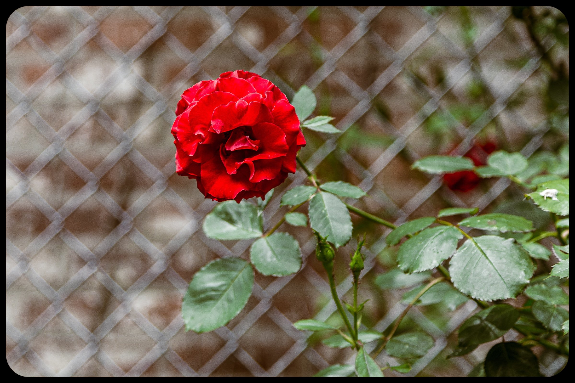 Companions &amp; Juxtapositions