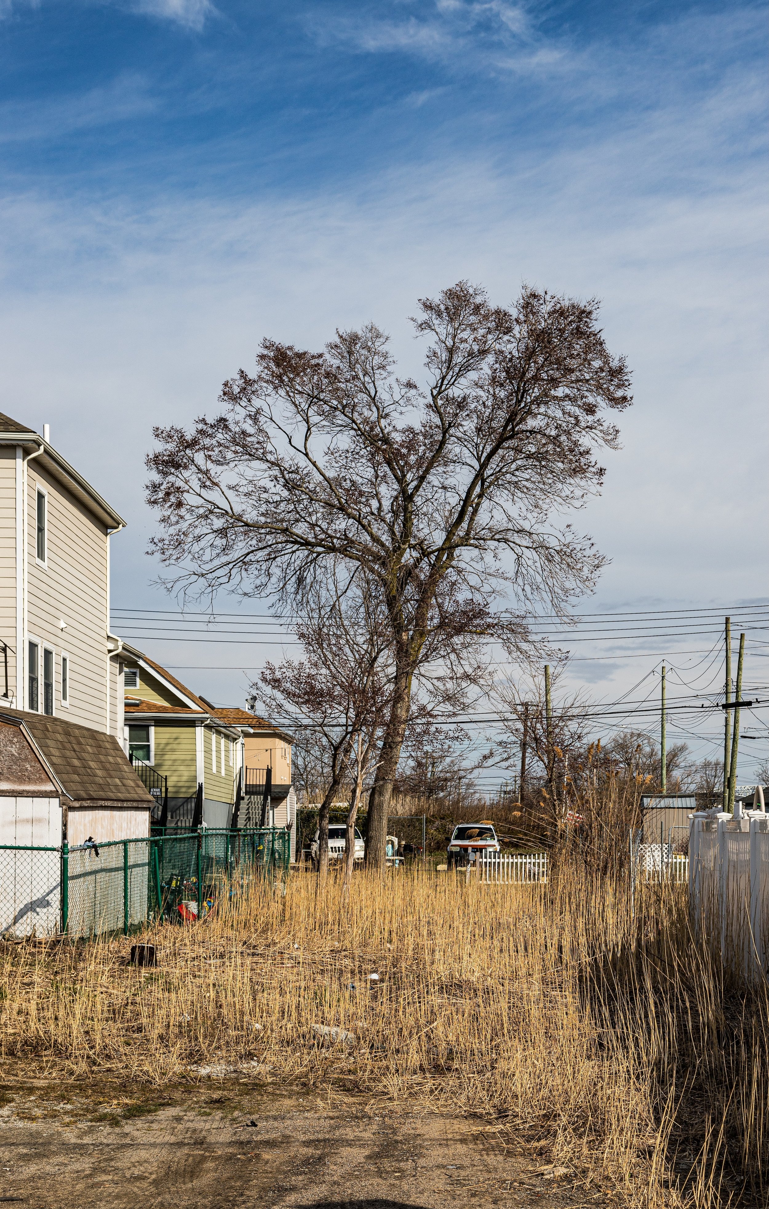 A residential neighborhood scene with a large, leafless tree in a vacant lot with tall, dry grass, adjacent to houses, parked cars, utility poles, and a partly cloudy sky.