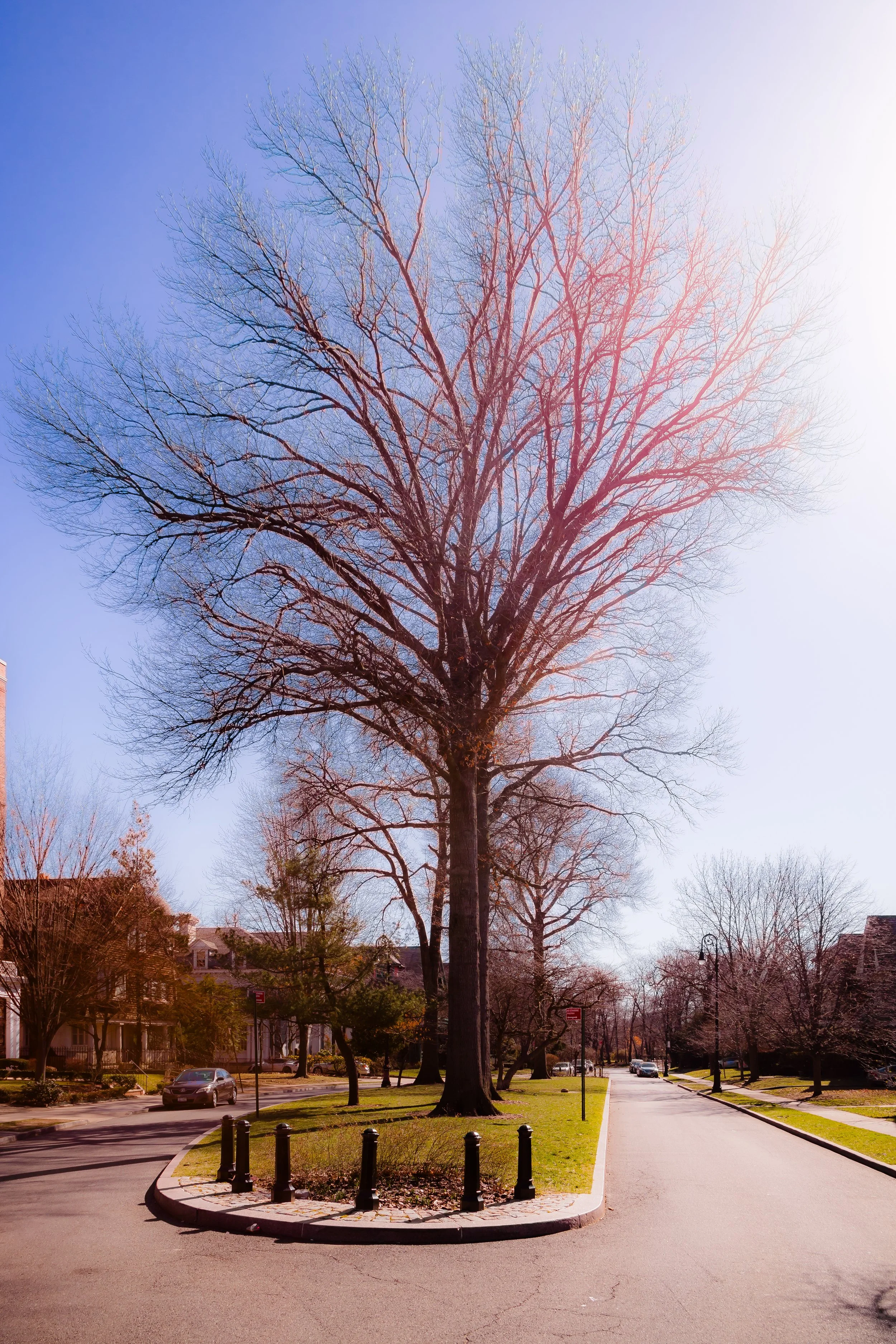 A large leafless tree in the center of a small roundabout in a residential neighborhood with houses, cars, and additional trees in the background, under a blue sky.