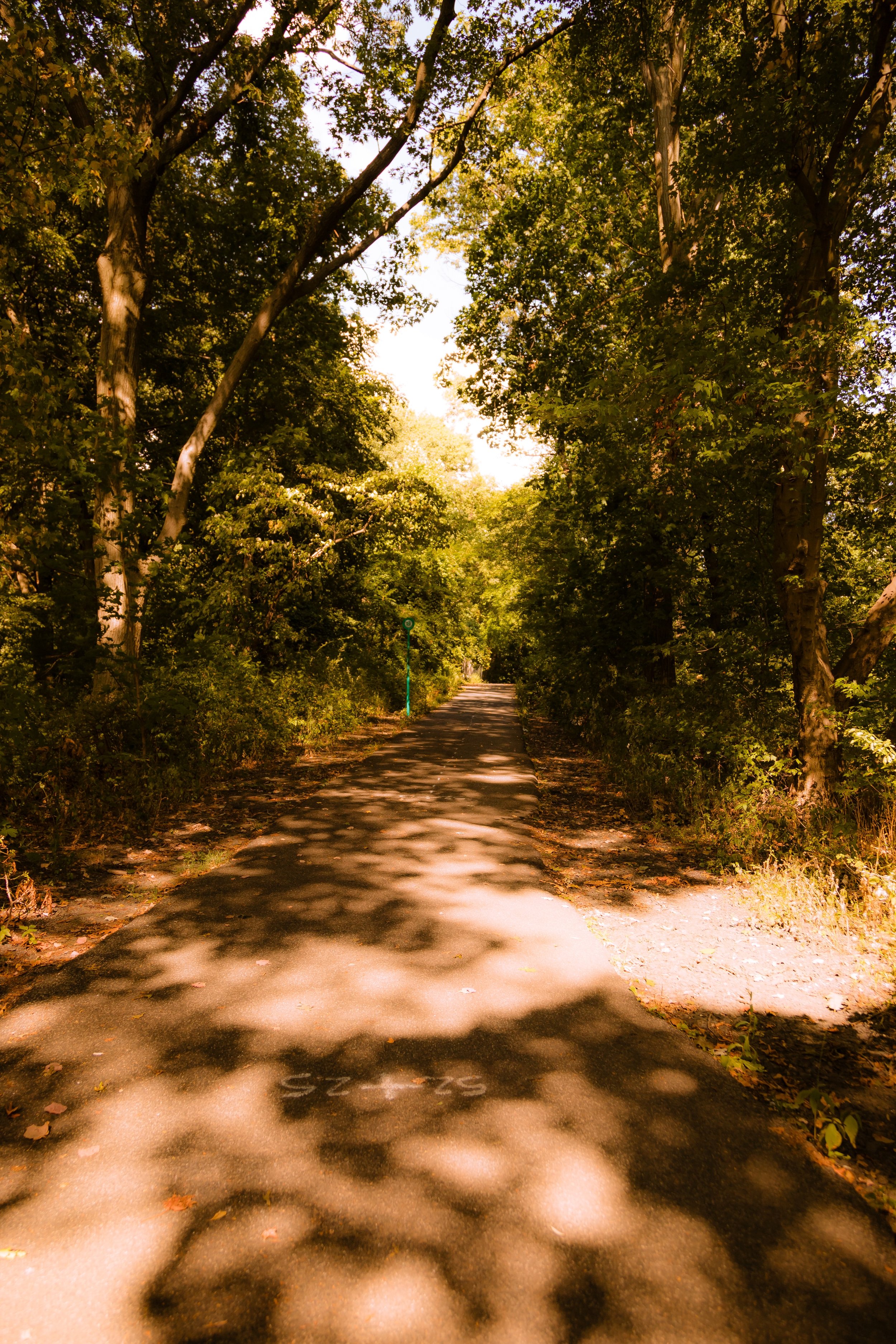 A paved trail surrounded by tall green trees on a sunny day with shadows of leaves on the ground.