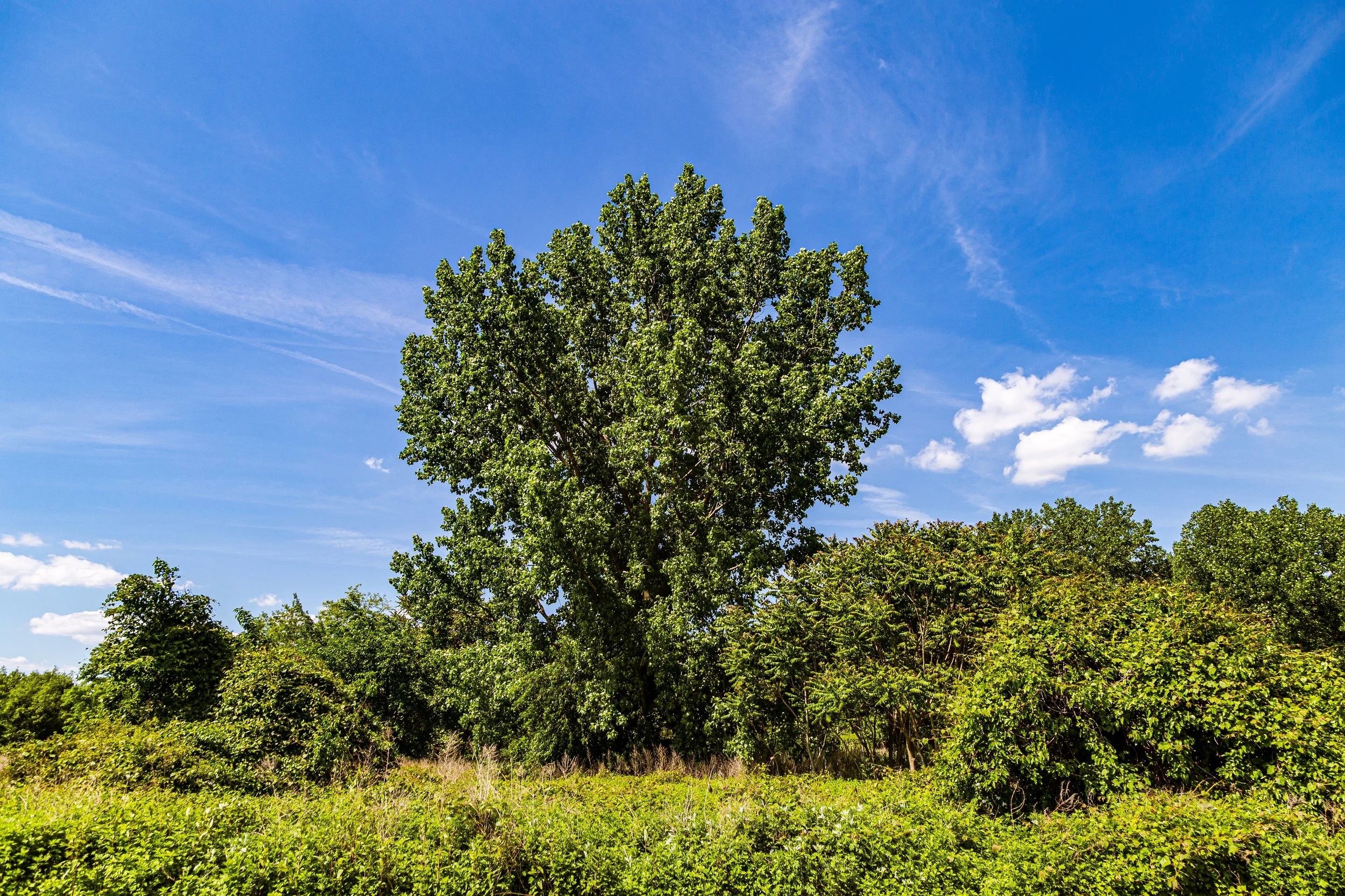 A large green tree in a grassy field under a blue sky with scattered clouds.