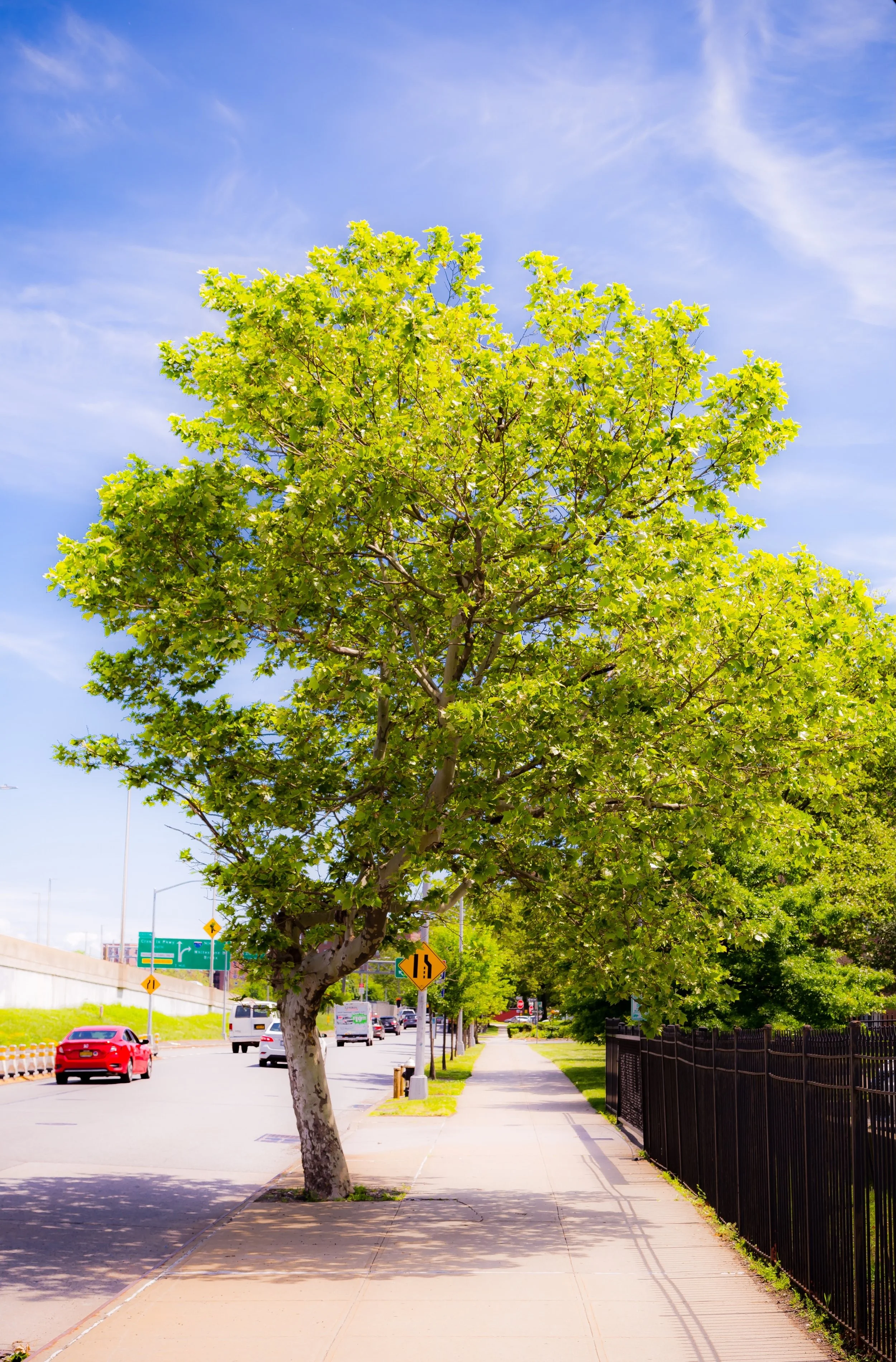 A tree with green leaves growing on a sidewalk next to a street with cars, under a blue sky.