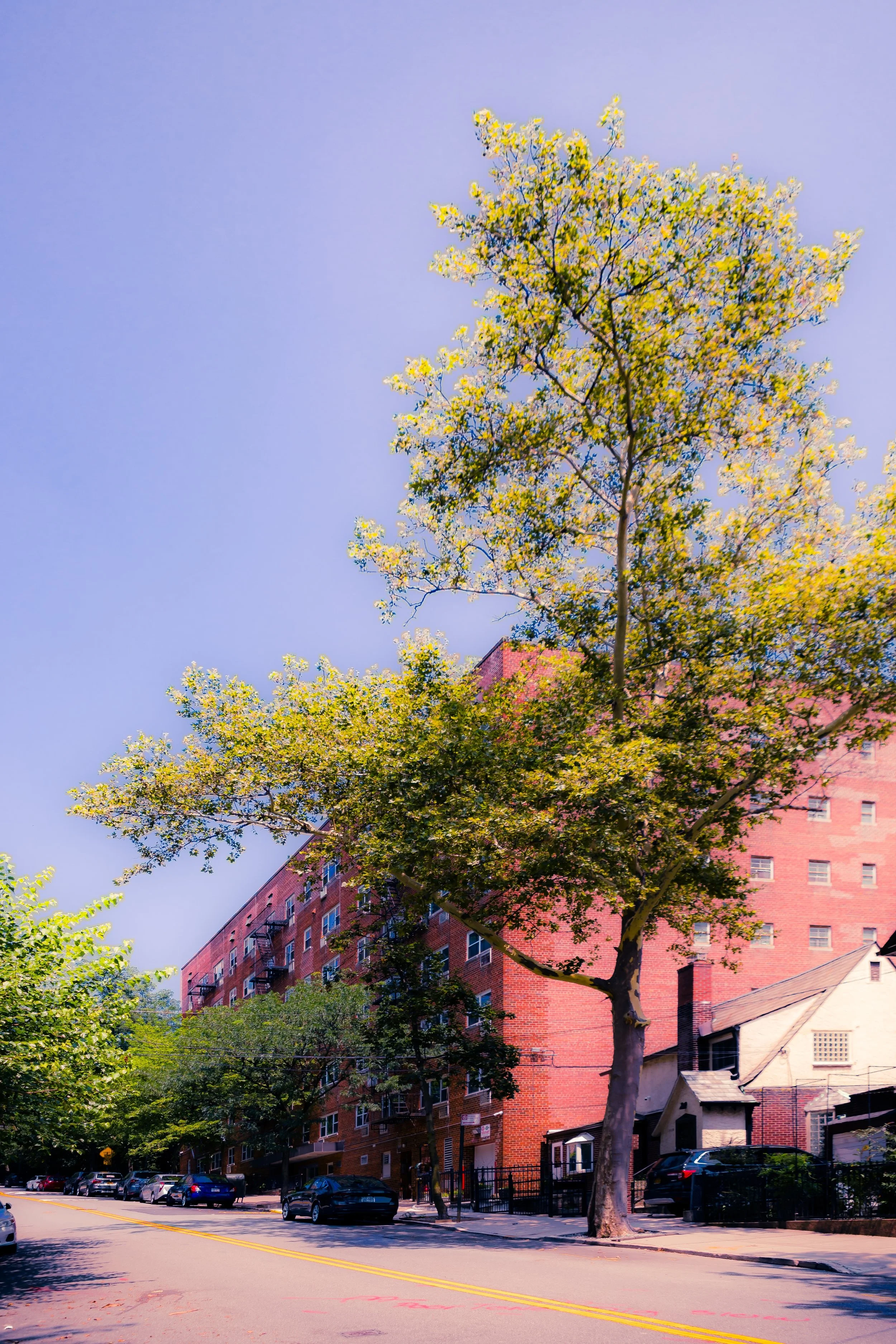 City street scene with a tall tree in the foreground, red brick apartment buildings, parked cars, and a clear blue sky.