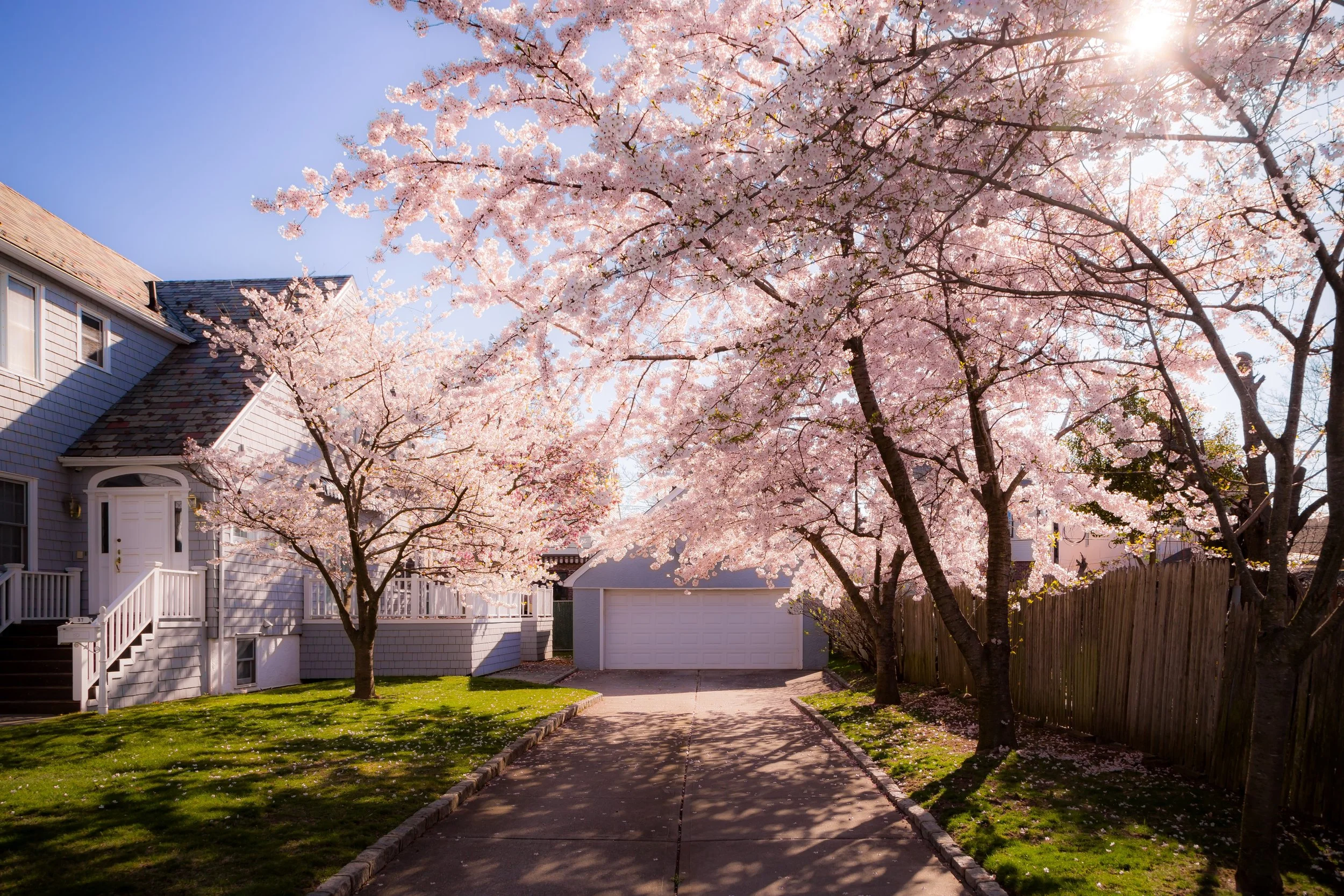 Cherry blossom trees lining a driveway in front of a house with a garage, sunlight shining through the pink flowers