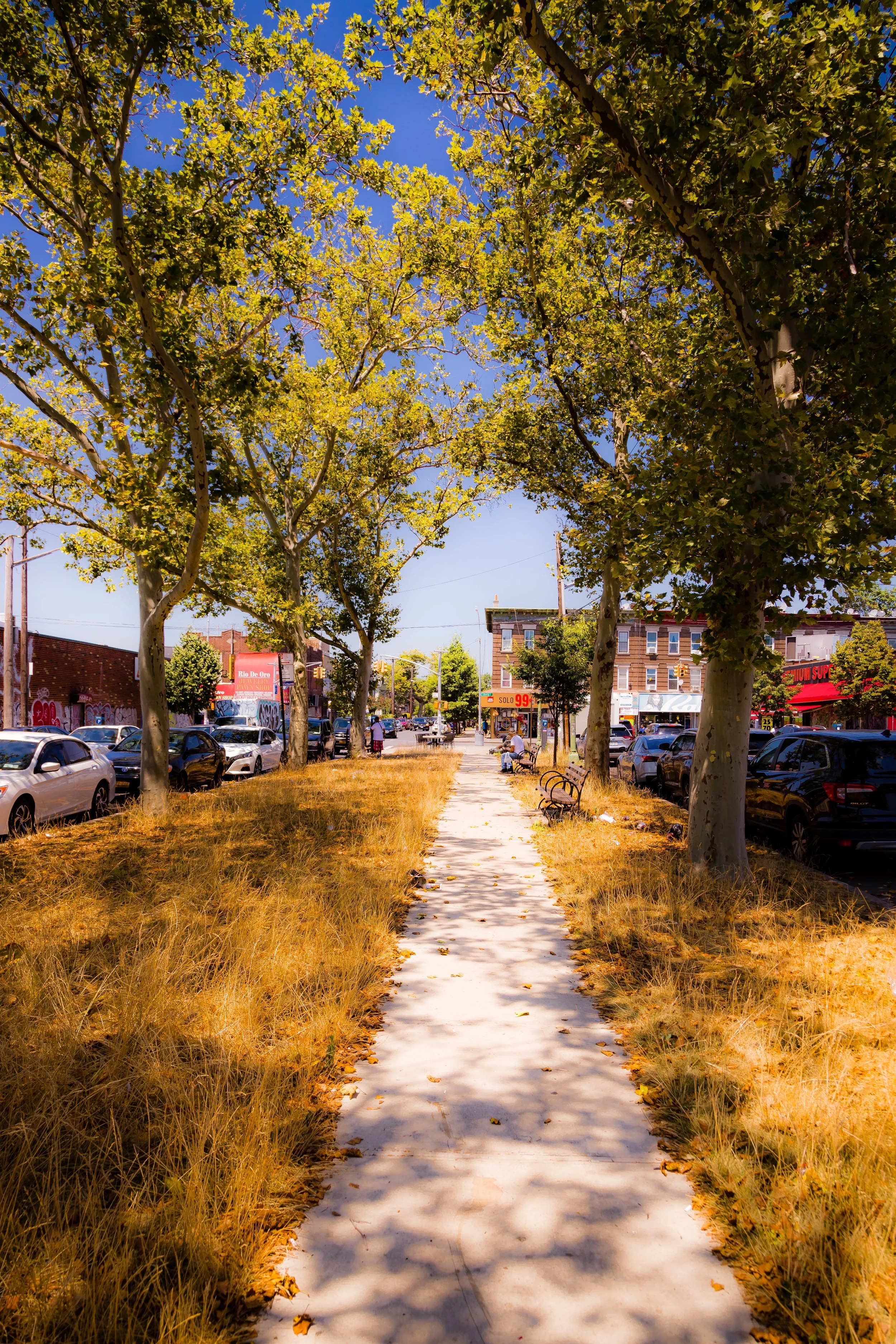 A sidewalk with trees on both sides, with cars parked along the street. The scene shows a bright, sunny day in a city neighborhood.