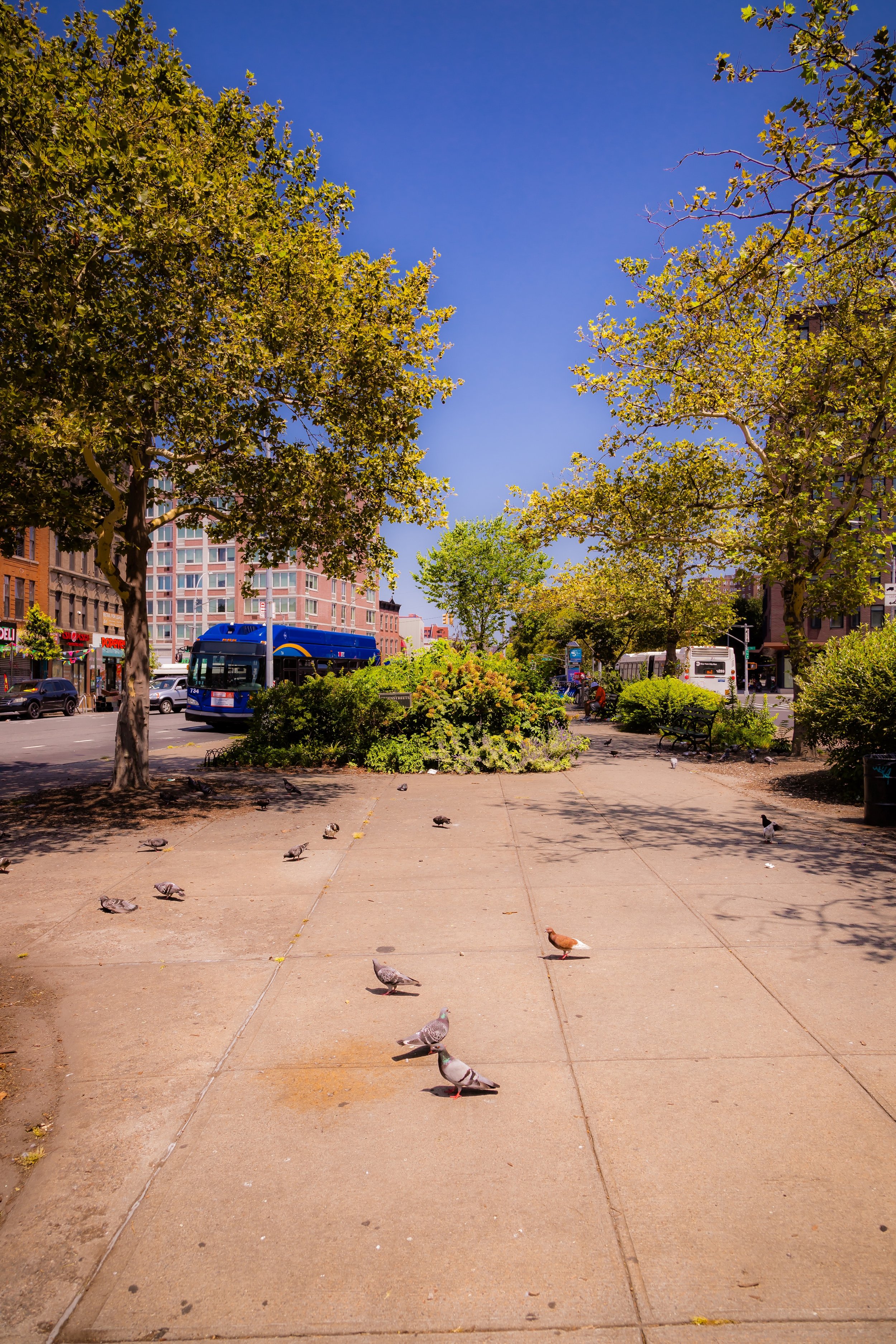 A city sidewalk with pigeons walking, trees lining the area, and buildings with shops and buses in the background under a clear blue sky.