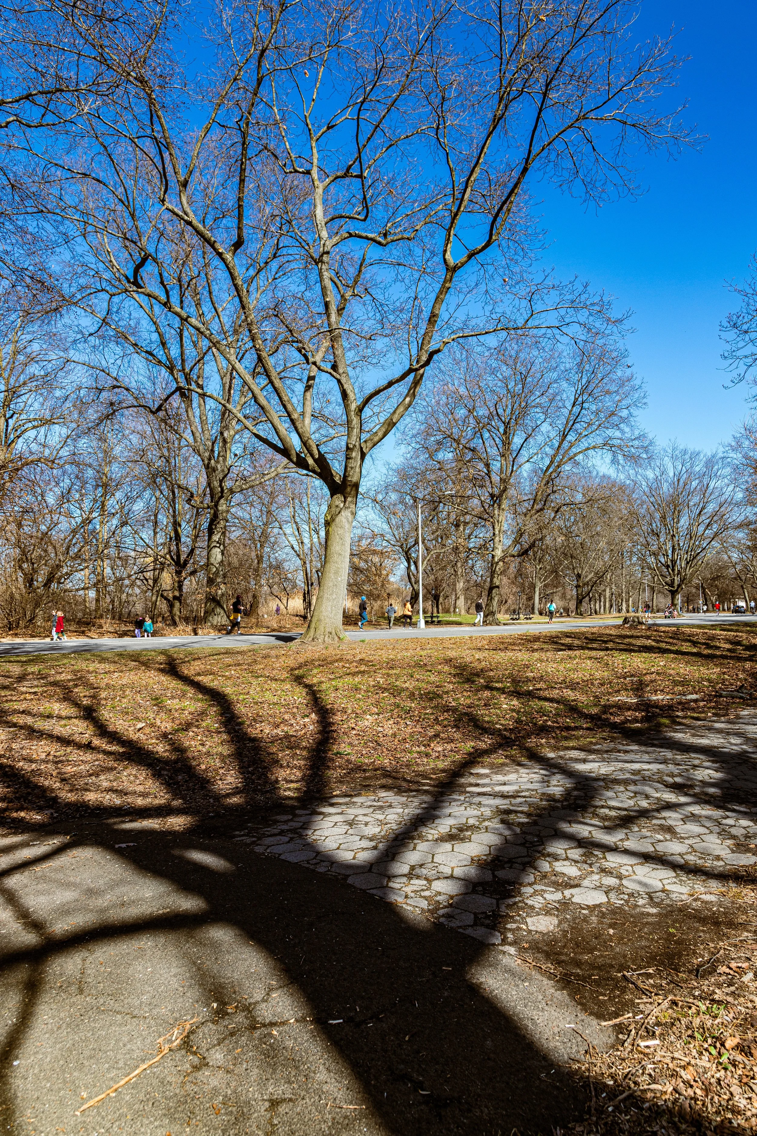 A park scene with leafless trees during winter, with shadows of branches on a paved pathway and a blue sky overhead. People are walking along the path in the background.