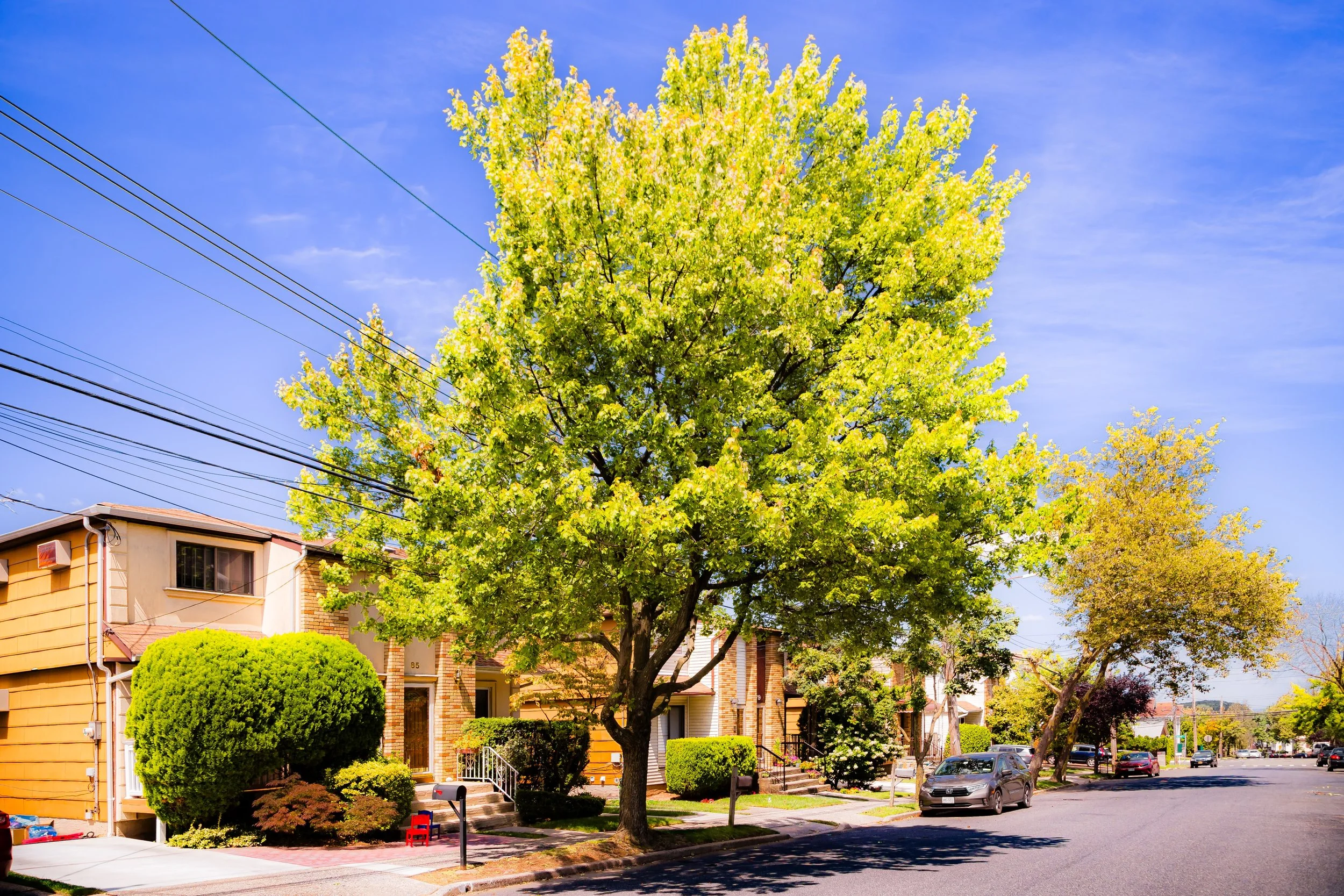 Suburban street with trees and houses, clear blue sky, and parked cars.