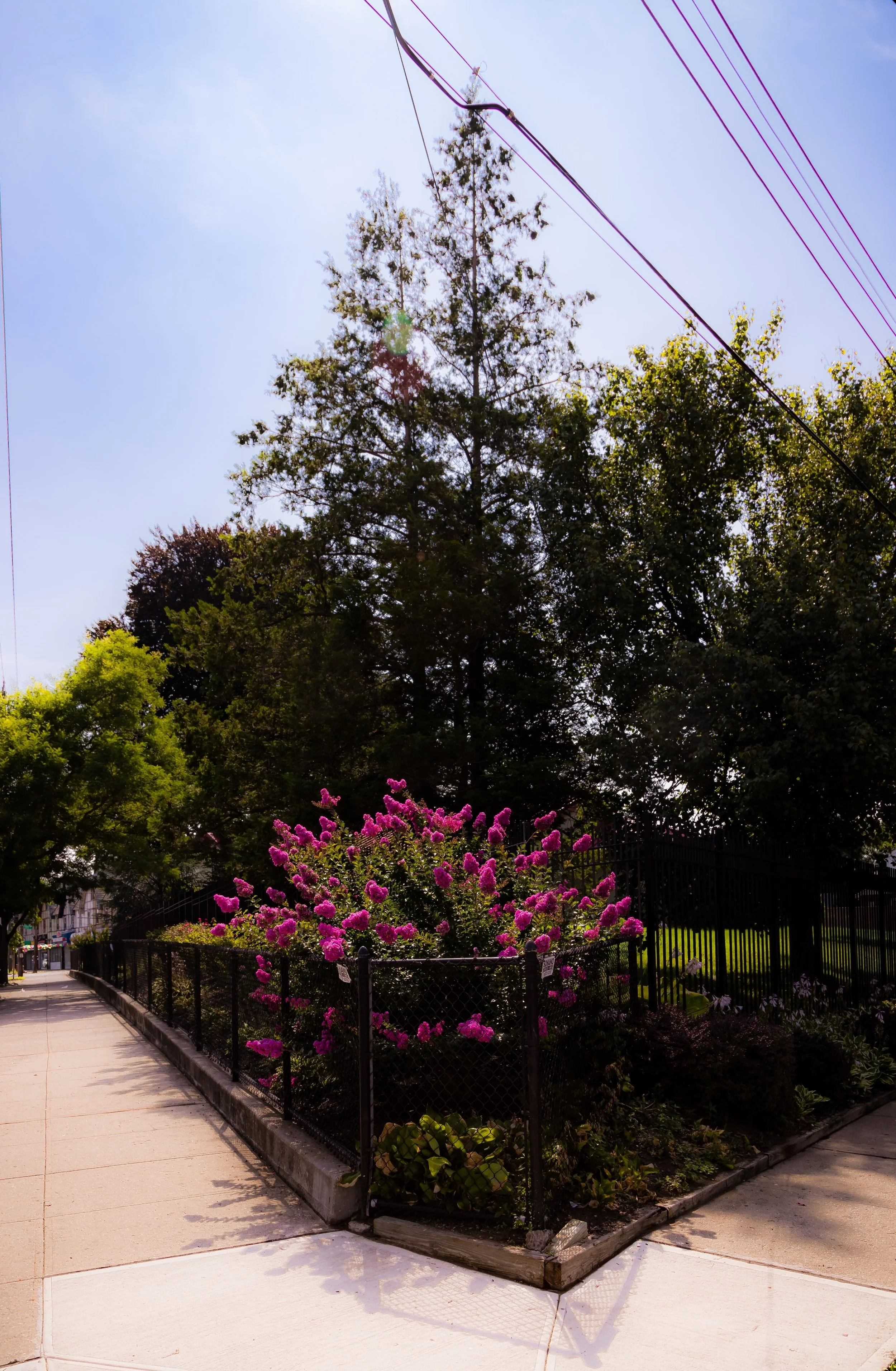 A sidewalk next to a fenced garden area with pink flowering bushes and green trees, with power lines overhead and a clear sky in the background.