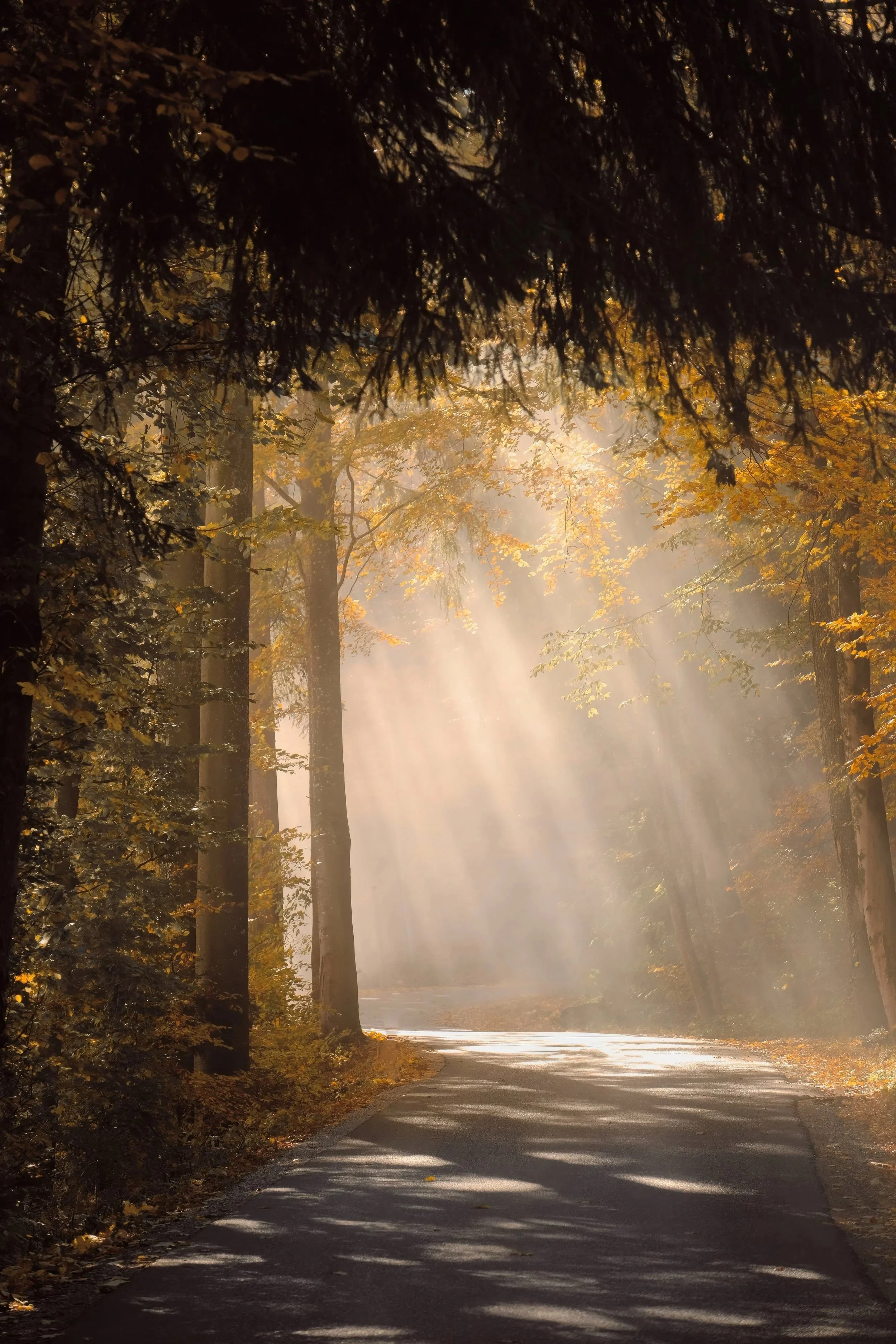 God Beams (Vertical)