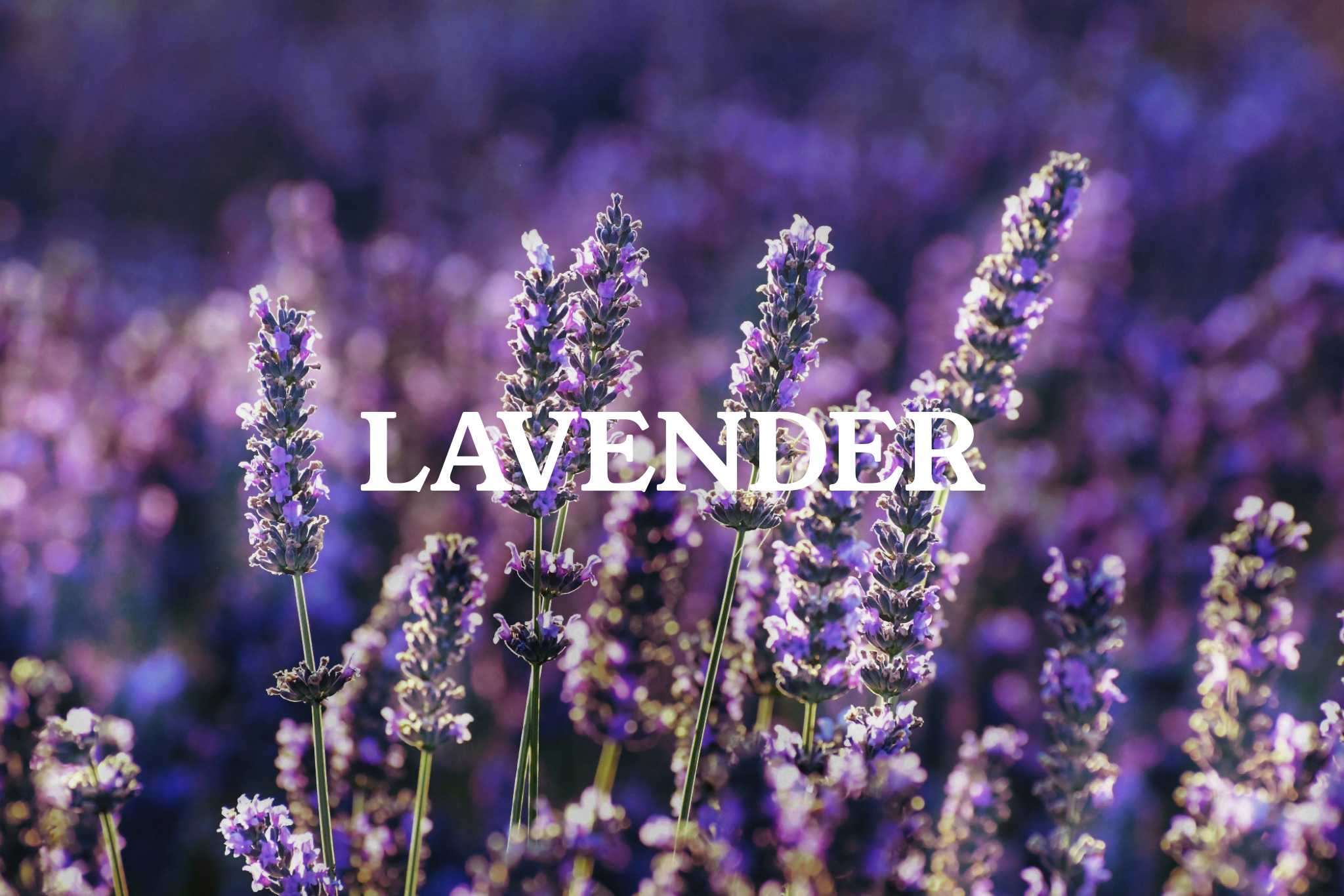 LAVENDER TALLO QUEEN FACE BALM - 50g