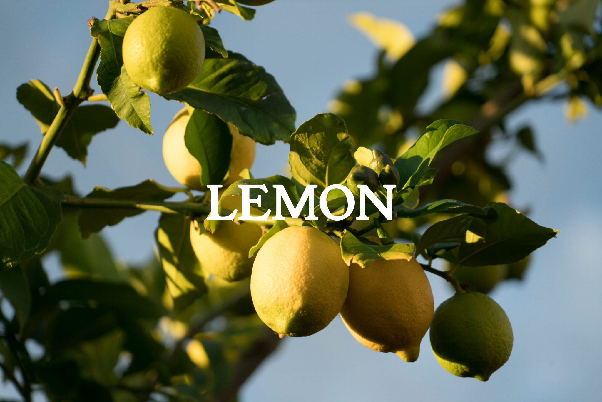 LEMON TALLO QUEEN FACE BALM - 50g