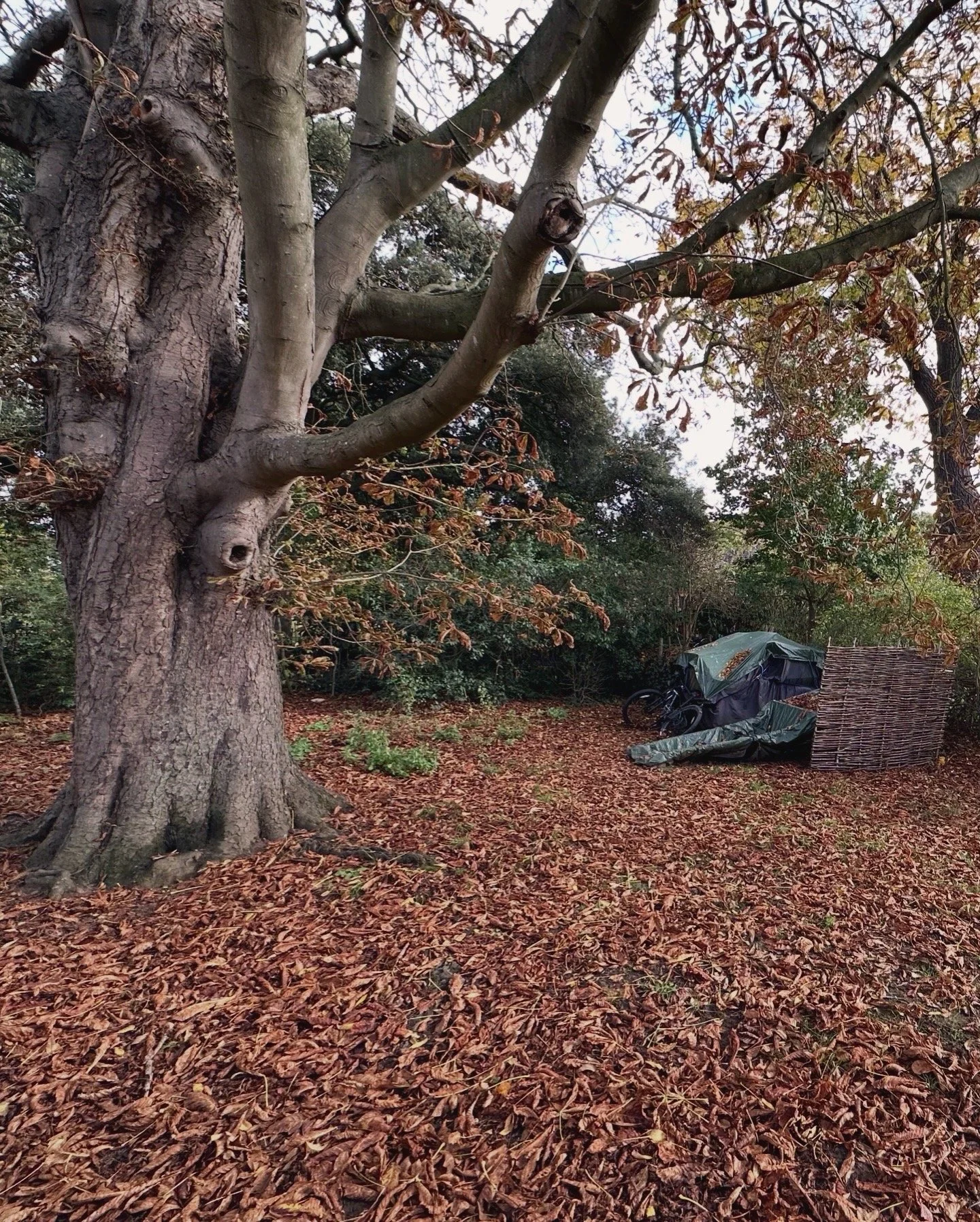 A quiet corner of the yard