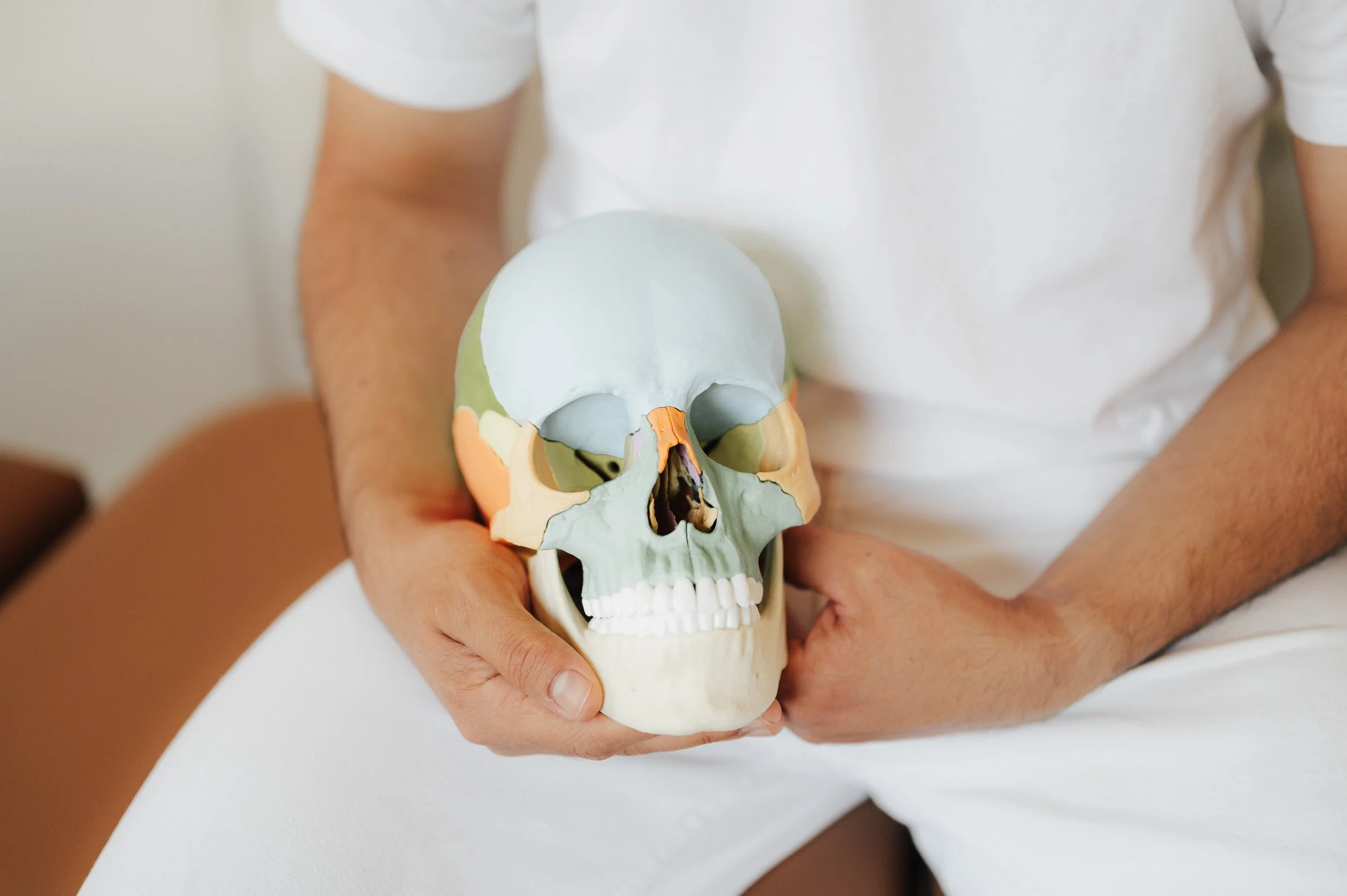 Person hält einen modellierten menschlichen Schädel in den Händen, frontal sichtbar.