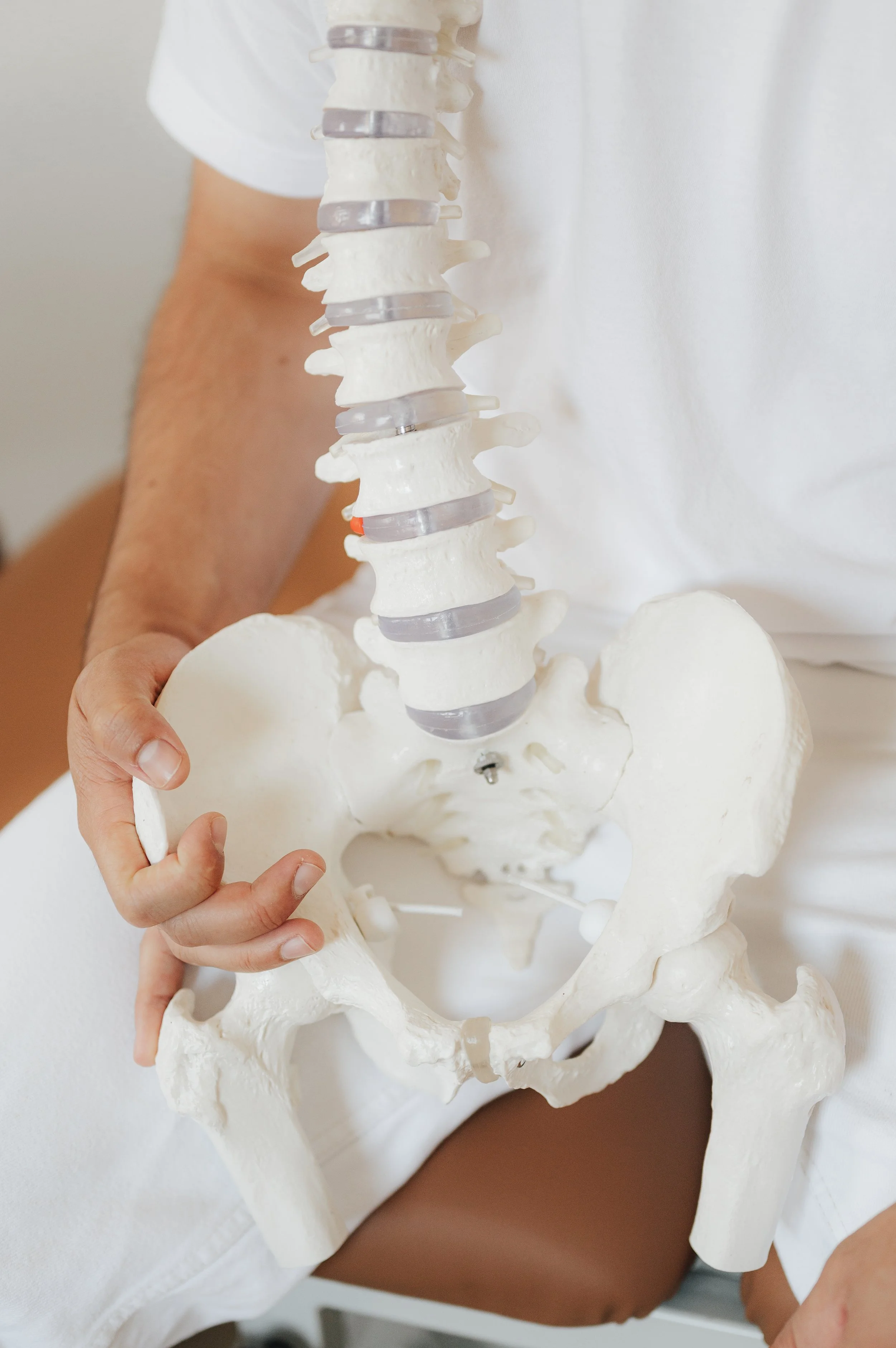 Eine Person hält ein Modell der menschlichen Wirbelsäule und des Beckens.