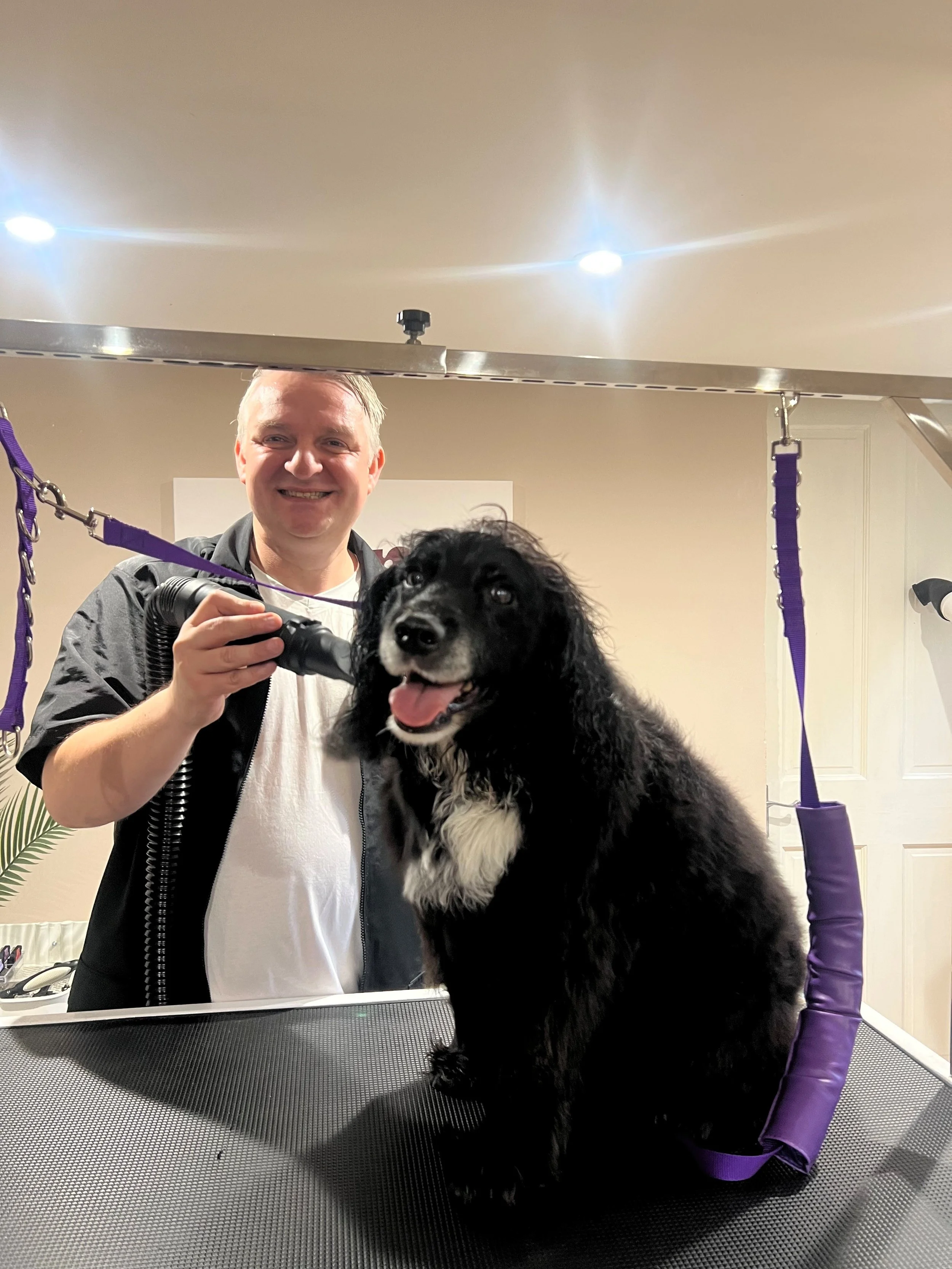 A dog  groomer in Beckenham brushing a black and white Cocker Spaniel on grooming table in a grooming salon.