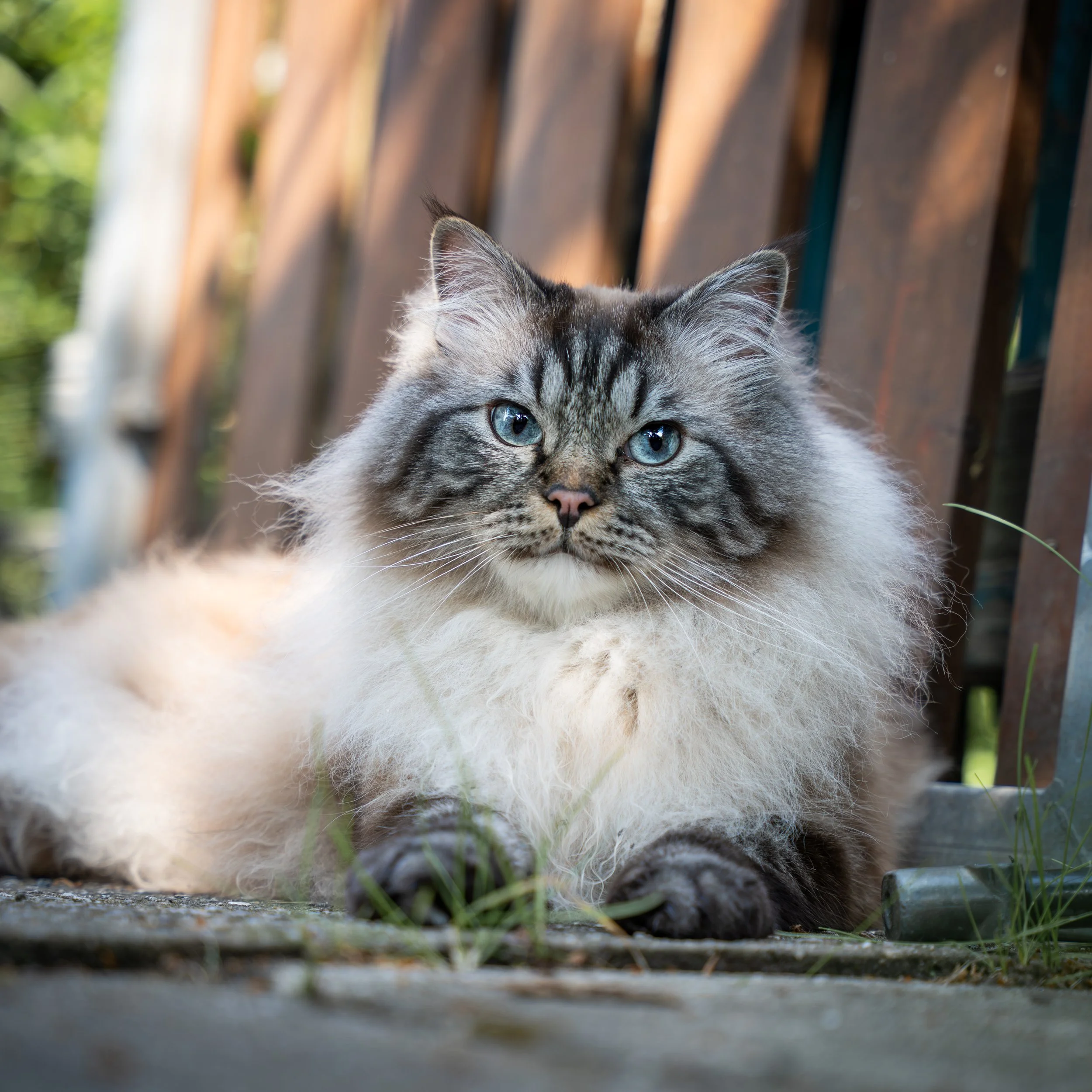 Langhaari Katze mit blauen Augen, die auf dem Boden vor einer Holzzaun sitzt, umgeben von Gras.
