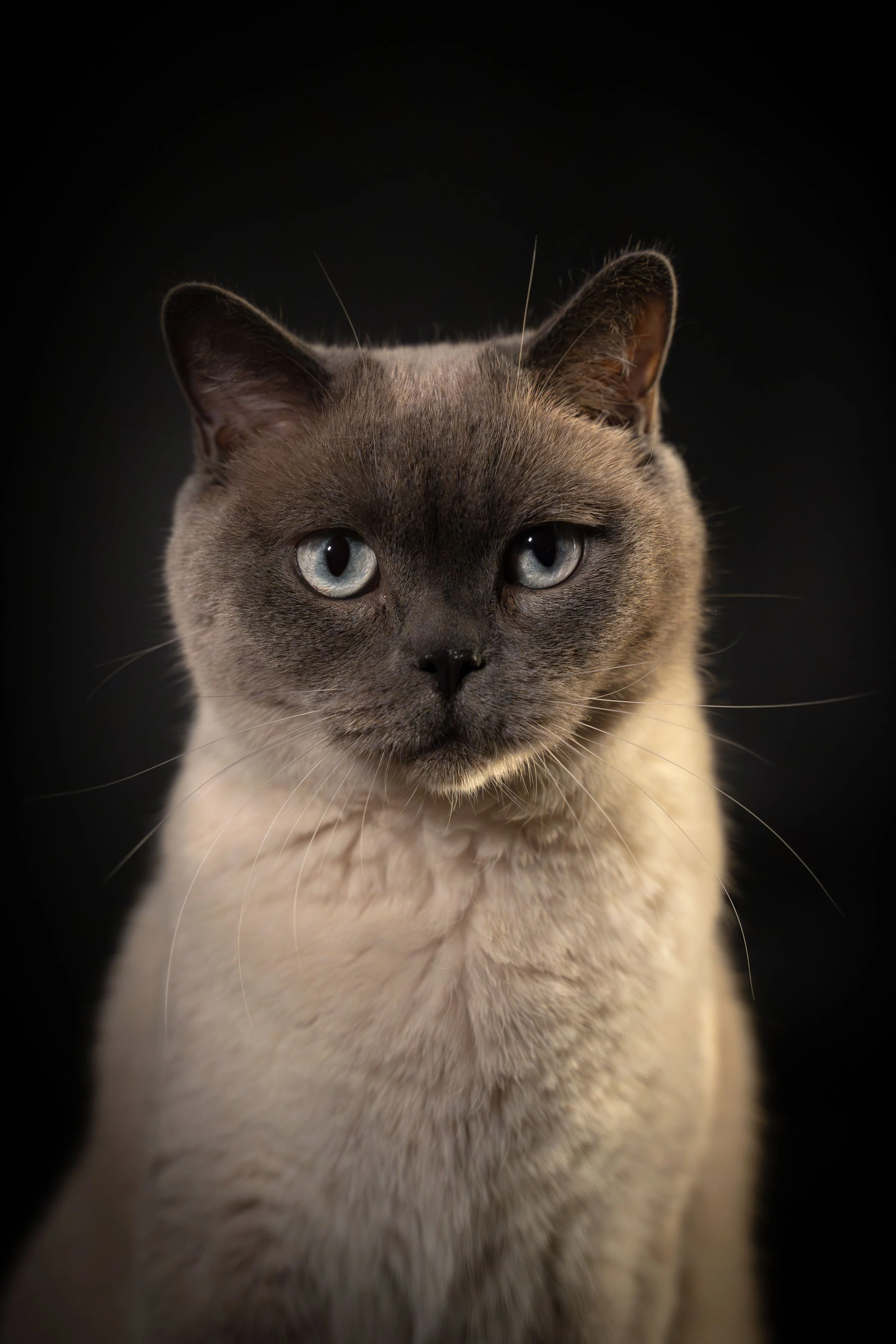 Nahaufnahme einer Siamkatze mit blauen Augen vor schwarzem Hintergrund.