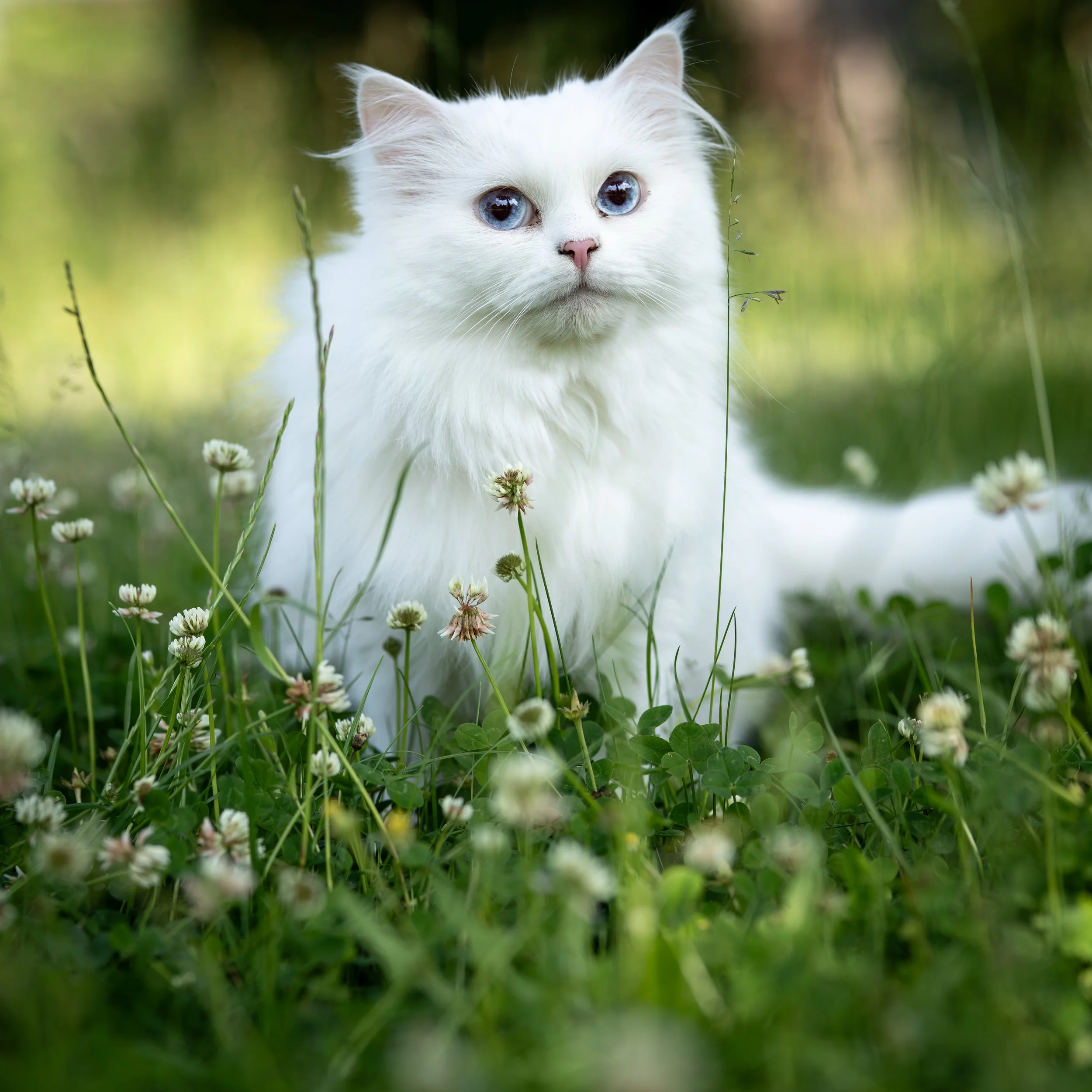 Weiße Katze mit blauen Augen sitzt im Gras neben weißen Blumen im Freien.