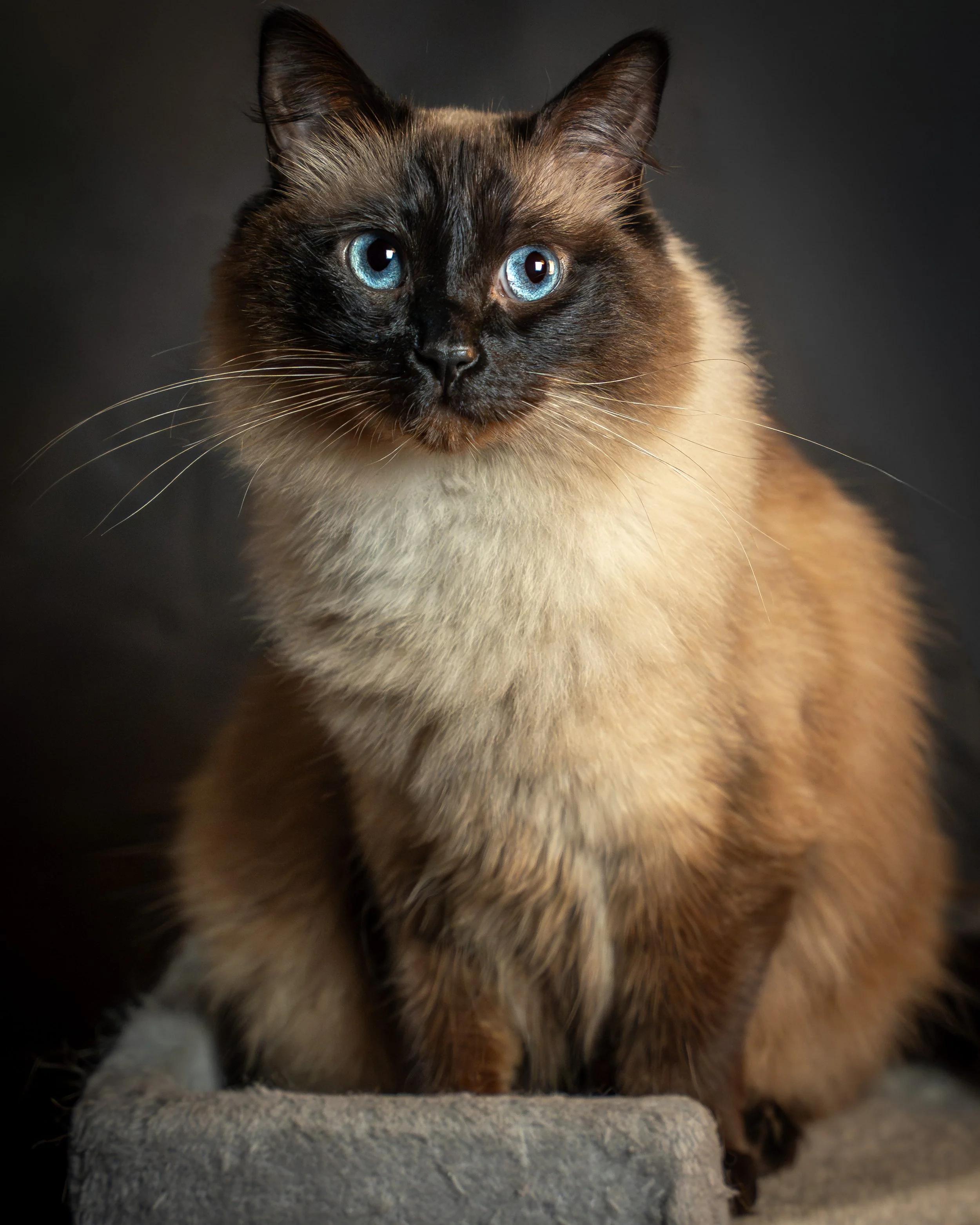 Nahaufnahme einer Siamkatze mit blauen Augen auf schwarzem Hintergrund.
