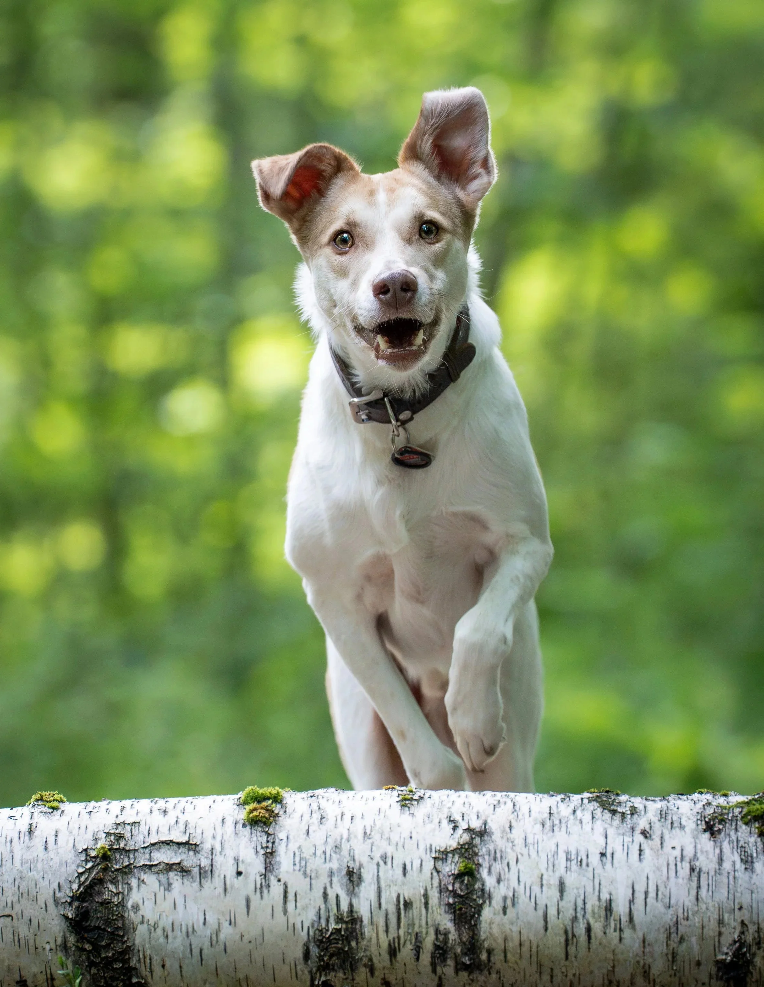 Ein spielender Hund mit einem braunen und weißen Fell, das auf einem Baumstamm im Wald steht, im Hintergrund grüne Blätter