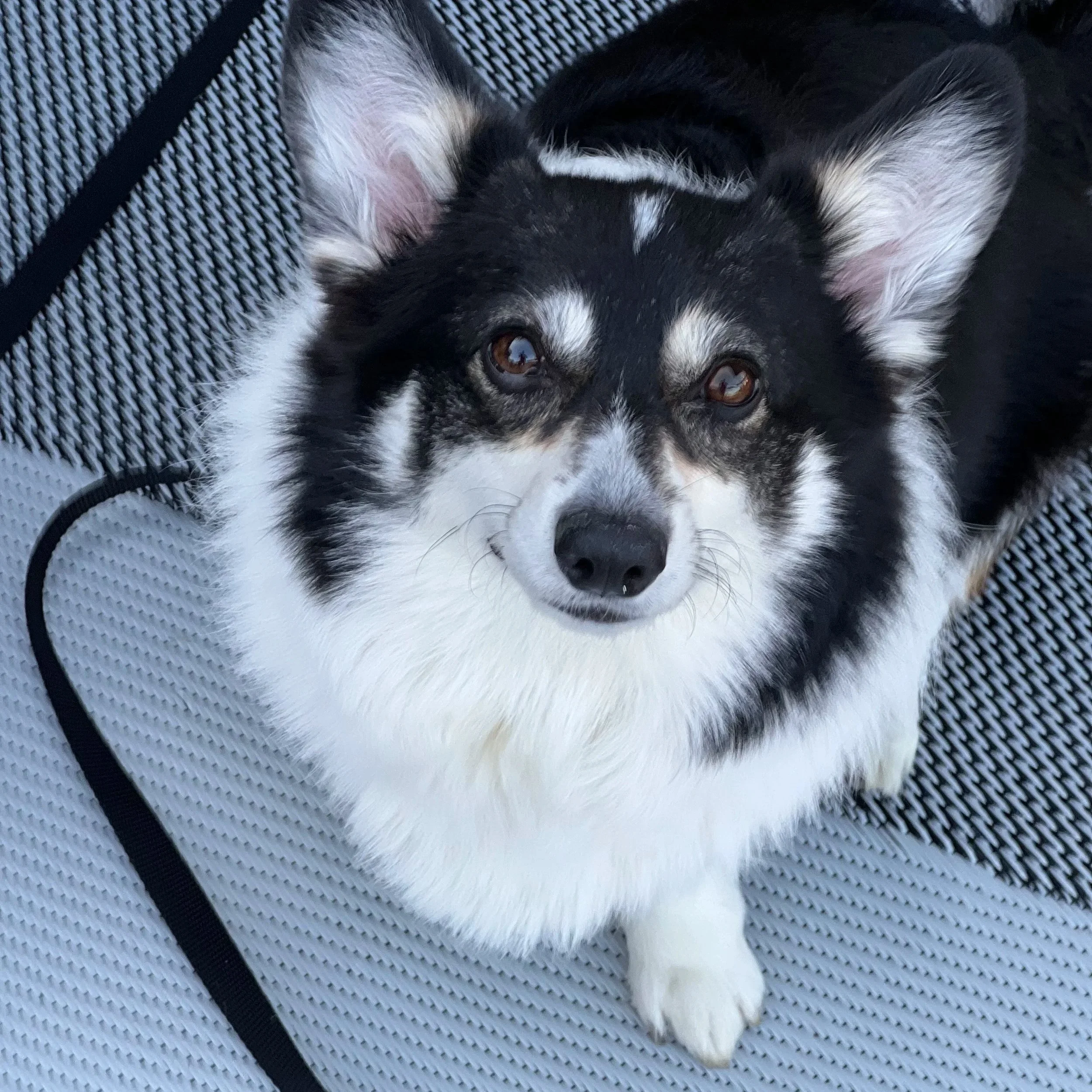 A black and white dog with pointed ears and brown eyes lying on a textured black and gray surface.