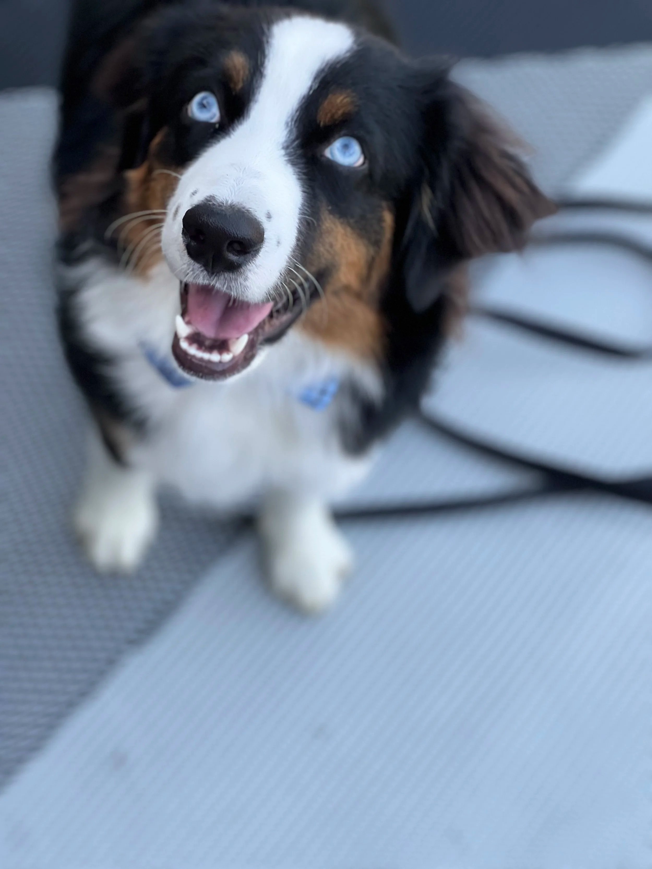 Cute Australian Shepherd puppy with blue eyes and a happy expression, sitting on a gray surface.