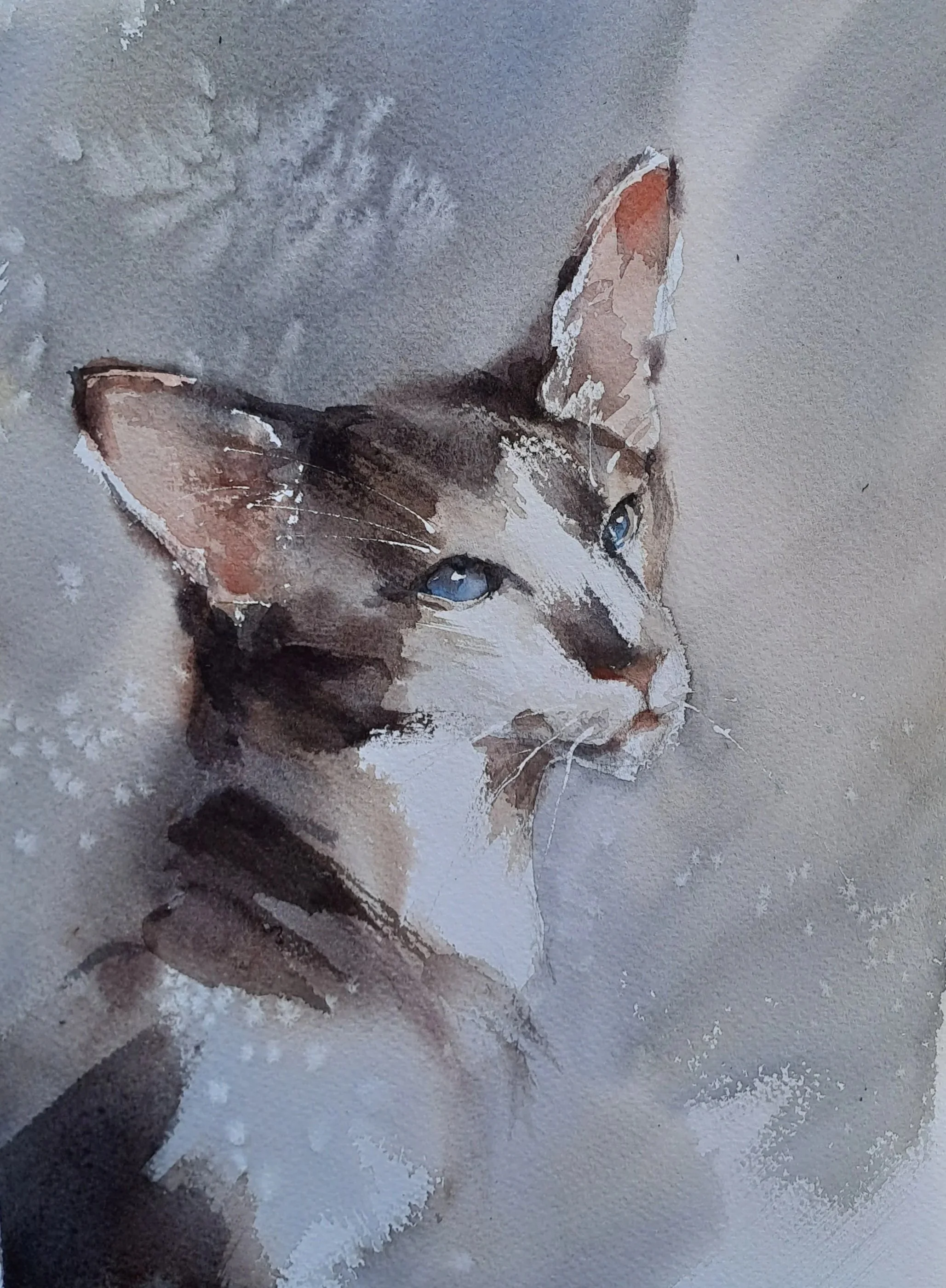 Siames kittie, watercolor