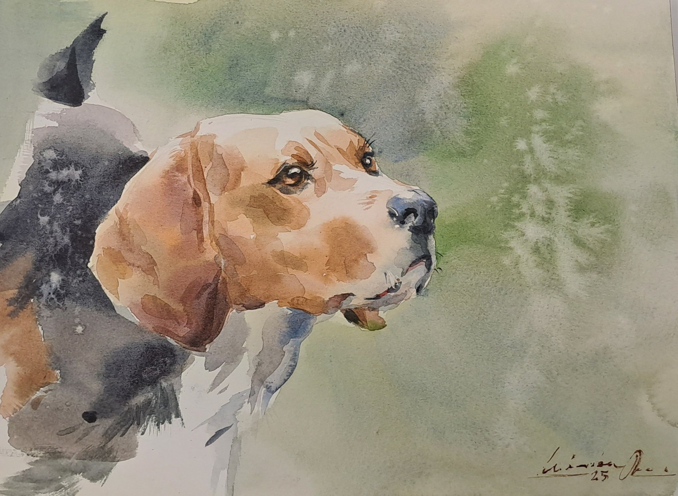 Beagle, watercolor