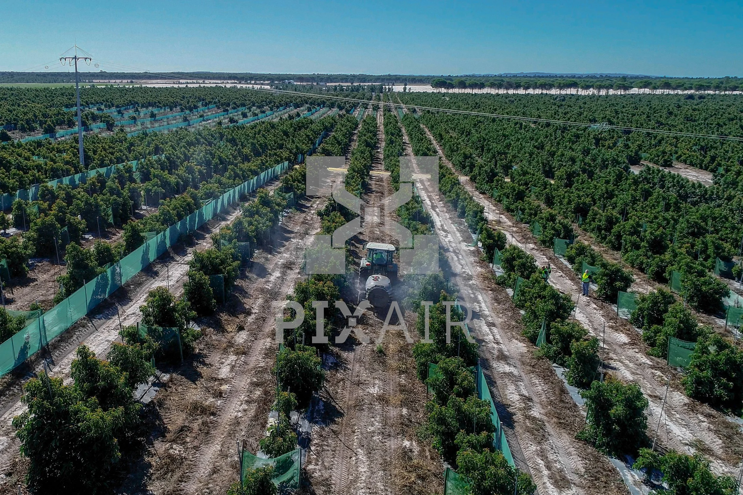 Plantação de árvores com trabalhadores e máquina agrícola, cercada por telas de proteção, sob céu claro.