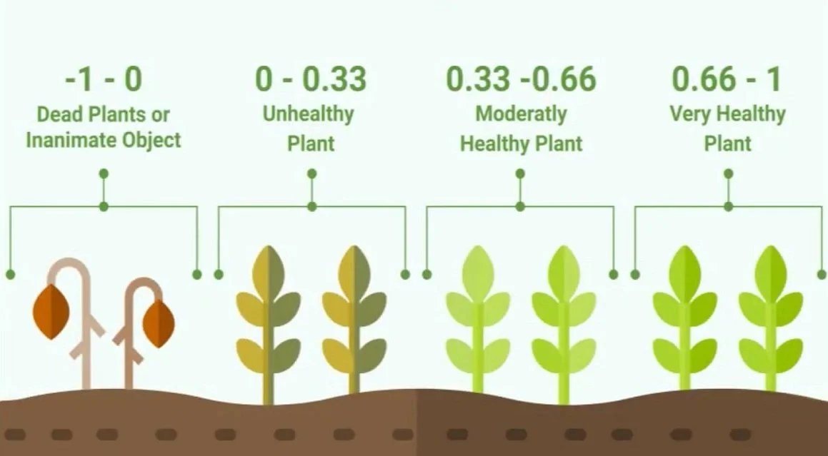 Evolução de plantas, desde mortas ou inertes até muito saudáveis, com níveis de saúde classificados de -1 a 1, ilustrados por plantas de diferentes cores de verde, com uma escala de saúde acima deles.