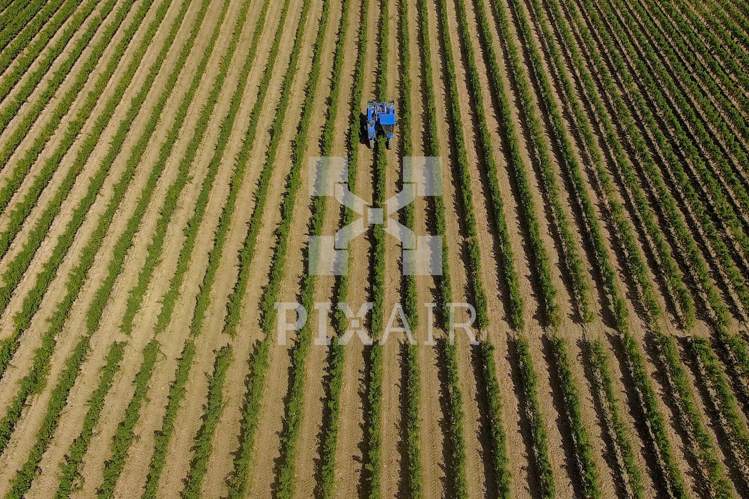 Foto aérea de um campo de cultivo com linhas de plantas verdes, e uma máquina agrícola azul passando entre as fileiras.