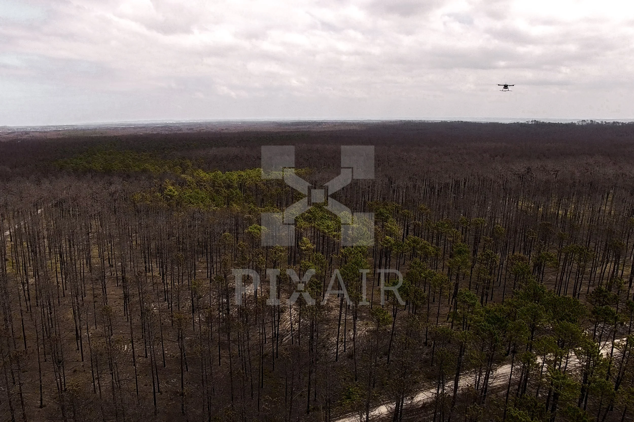 Imagem de uma floresta, com algumas árvores queimadas e outras verdes ao fundo, e um avião sobrevoando o céu nublado.