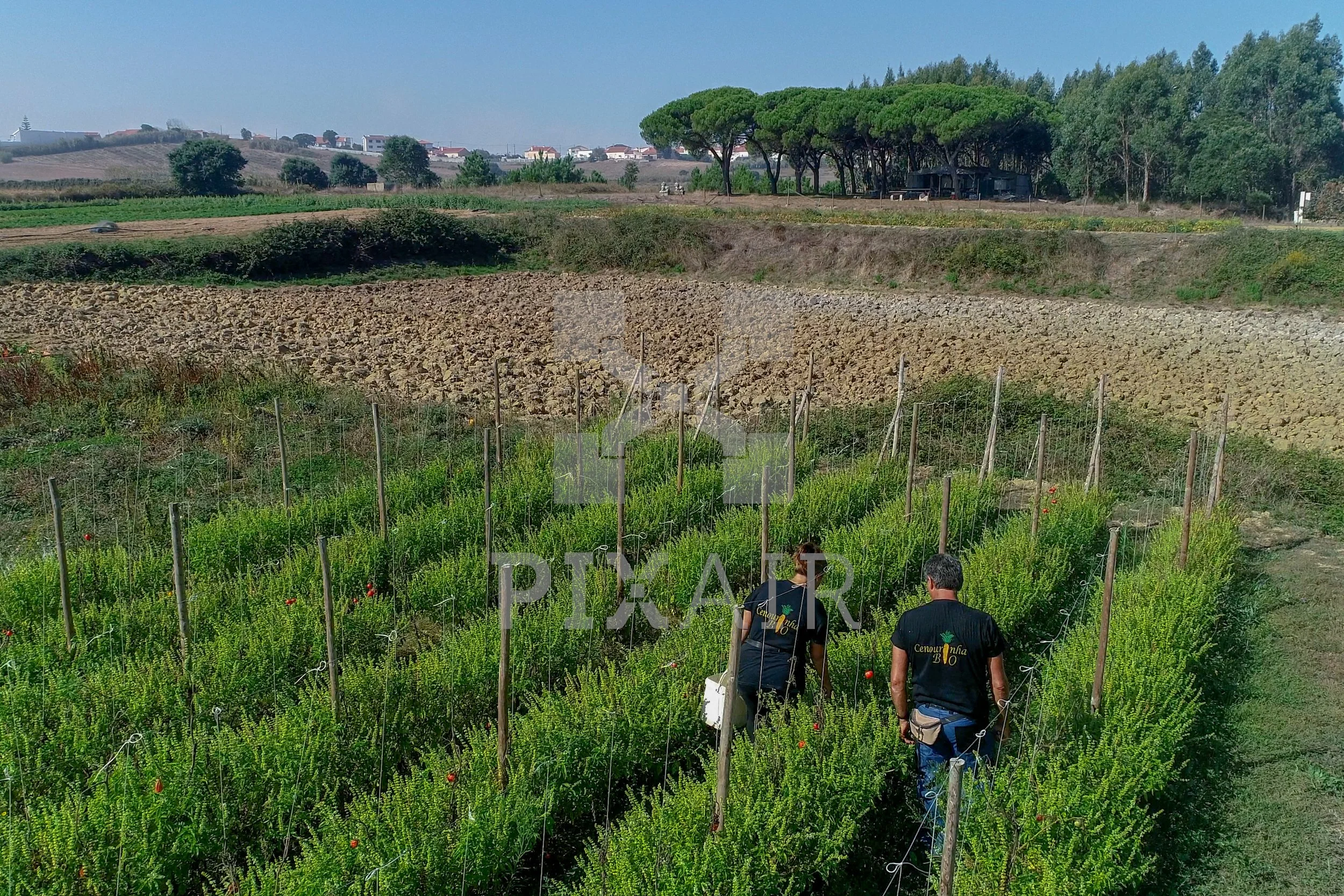 Duas pessoas caminhando por uma plantação de tomate no campo, com árvores ao fundo e colinas ao longe em um dia ensolarado.