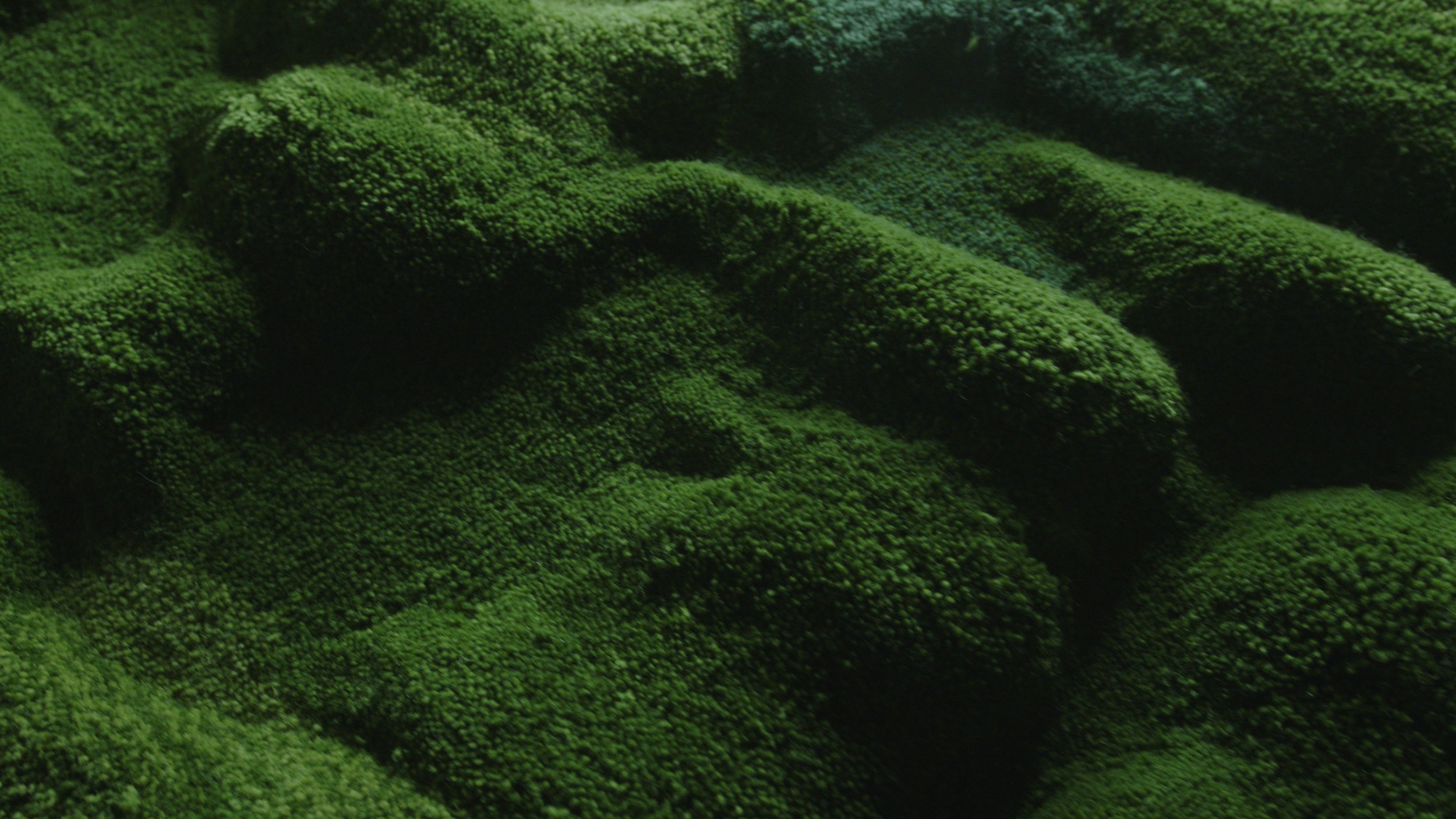 Still 2026-01-26 092257_2.1.1.jpg