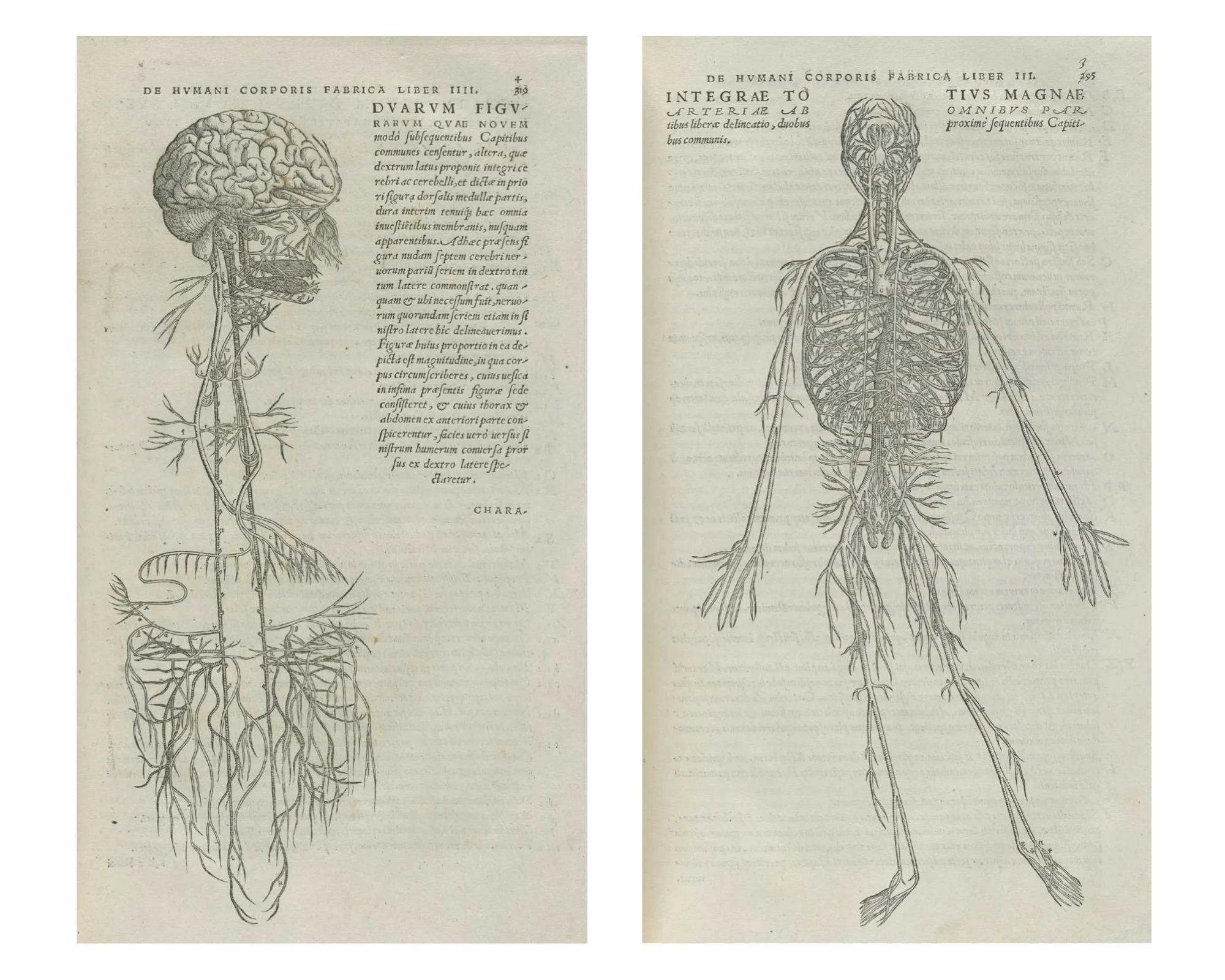 Two anatomical engravings from Andreas Vesalius's De Humani Corporis Fabrica (1543), showing the human nervous system — one isolating the brain and spinal nerves, the other mapping the full peripheral nerve network throughout the body