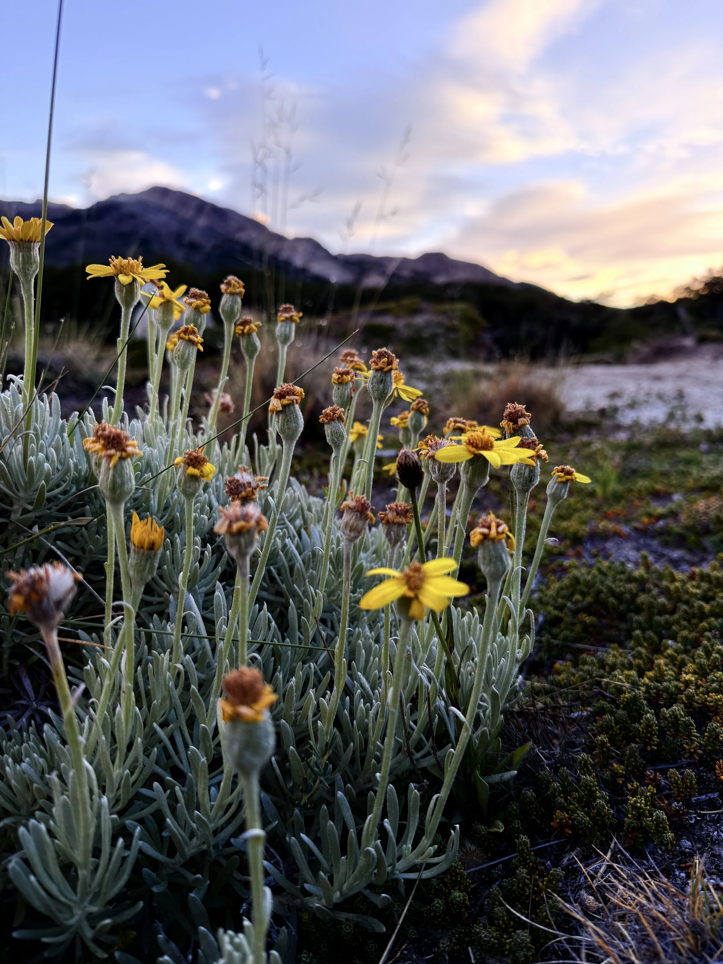 Yellow wildflowers growing in a natural landscape with mountains and a sunset sky in the background.