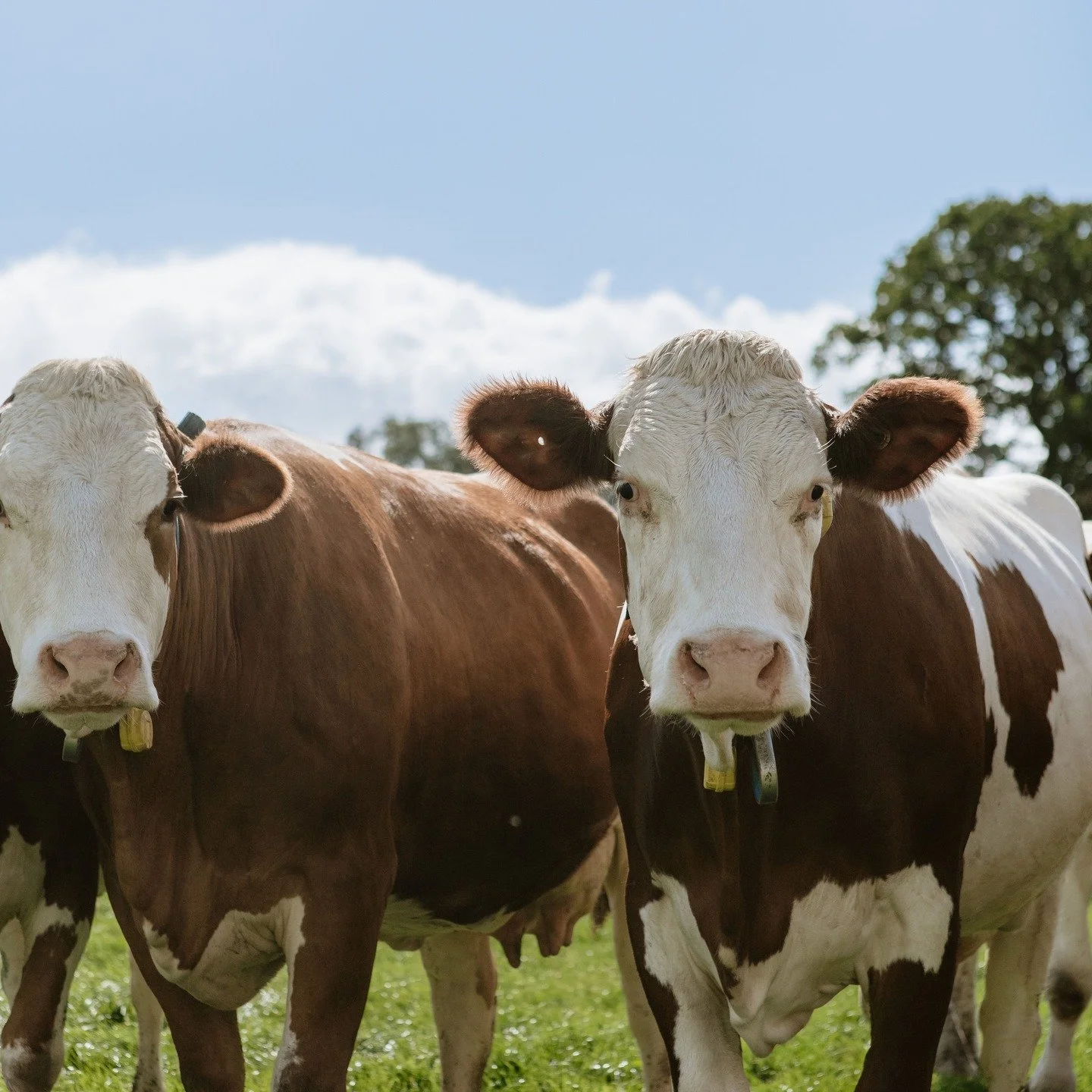 We&rsquo;ve been farming with nature for three generations.
Our farm is home to more than just cows &mdash; surrounded by open fields, thriving wildlife and a landscape that shapes everything we do.
#lowmoorfarm #edenvalley #farmingwithnature #britis