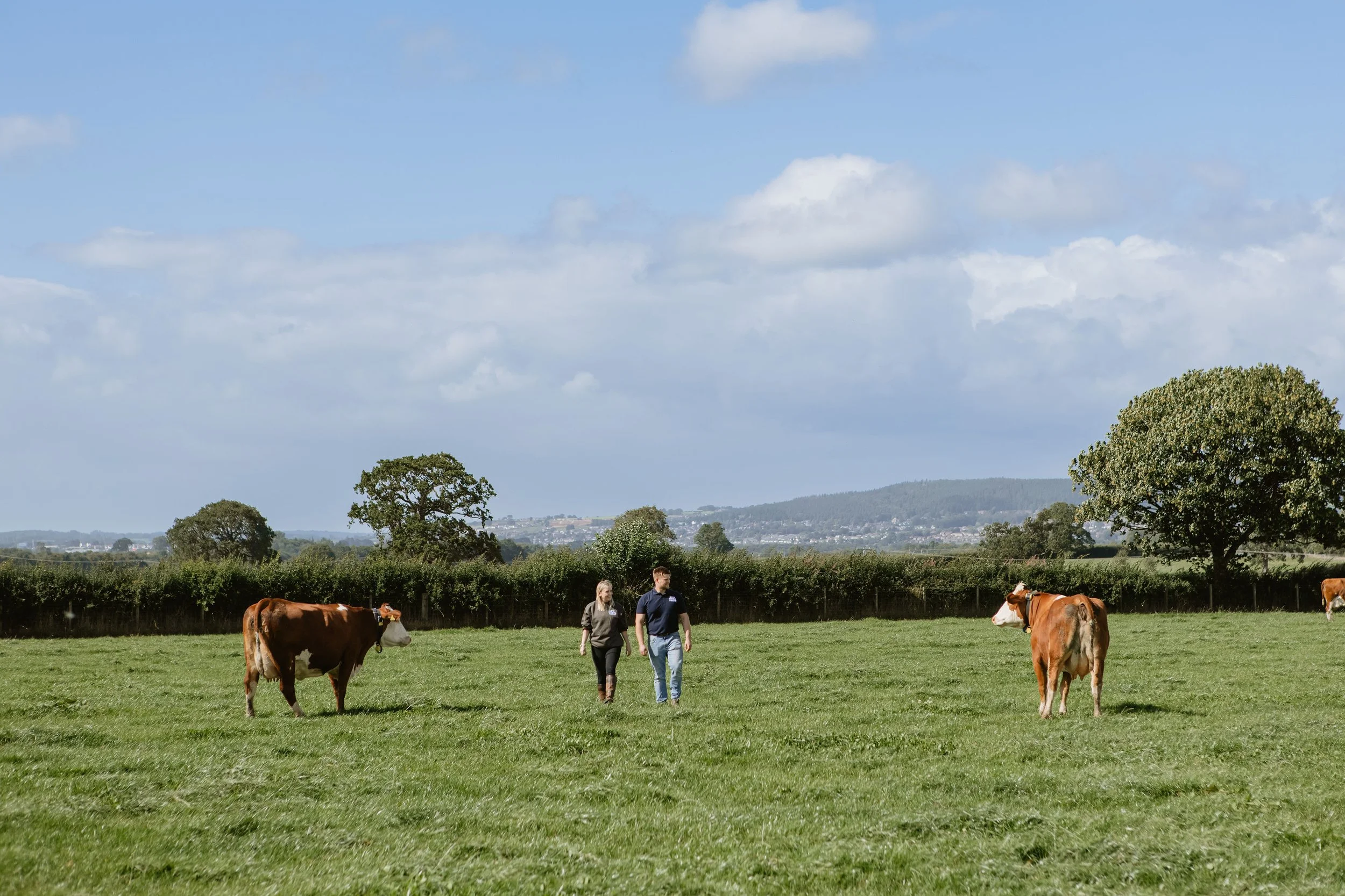 Two people walking in a green pasture with cows grazing, trees, and distant hills under a partly cloudy sky.