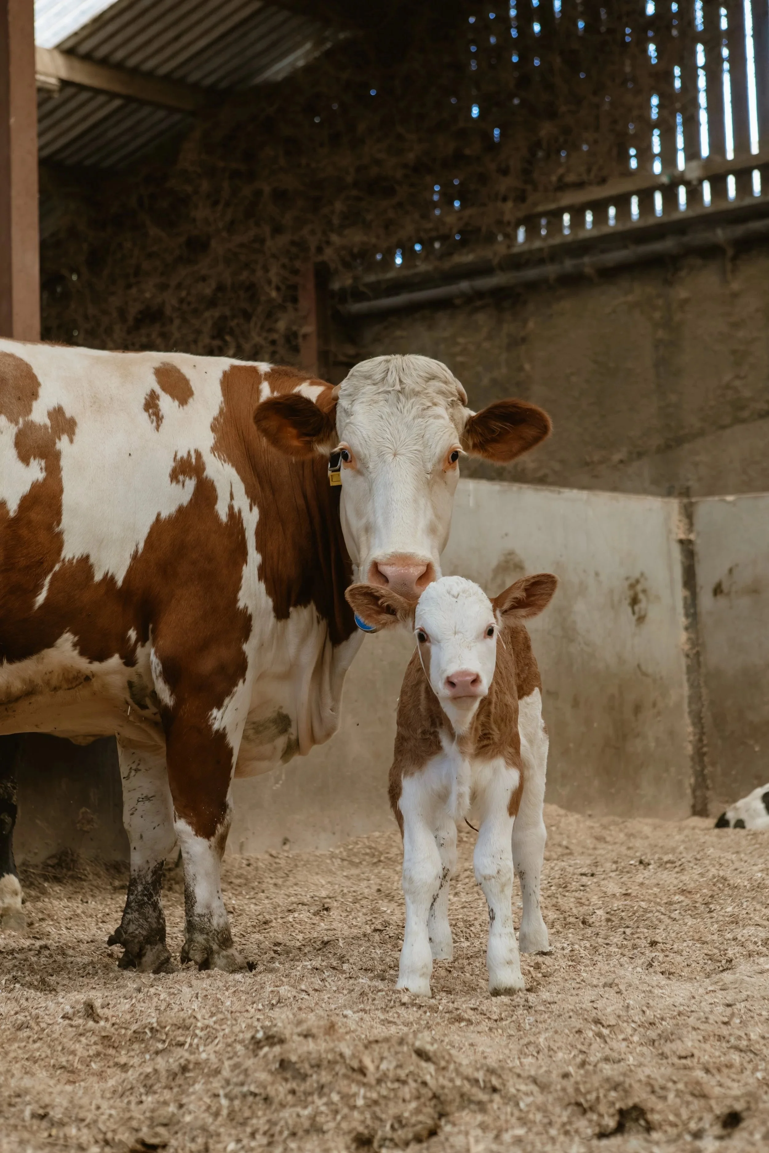 A cow and a calf standing in a barn, both facing the camera.