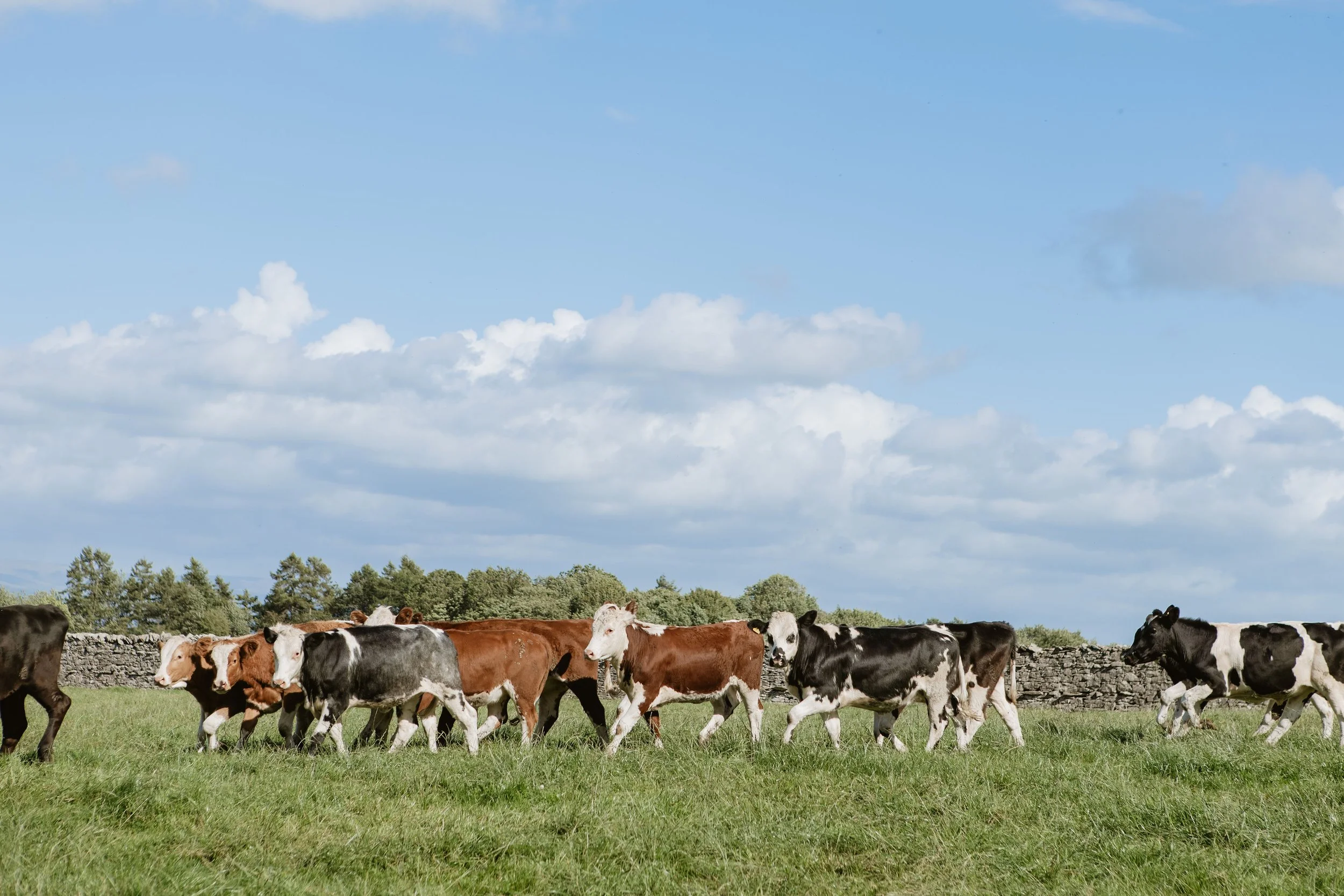A herd of cows walking across a green field with a stone wall and trees in the background under a partly cloudy sky.