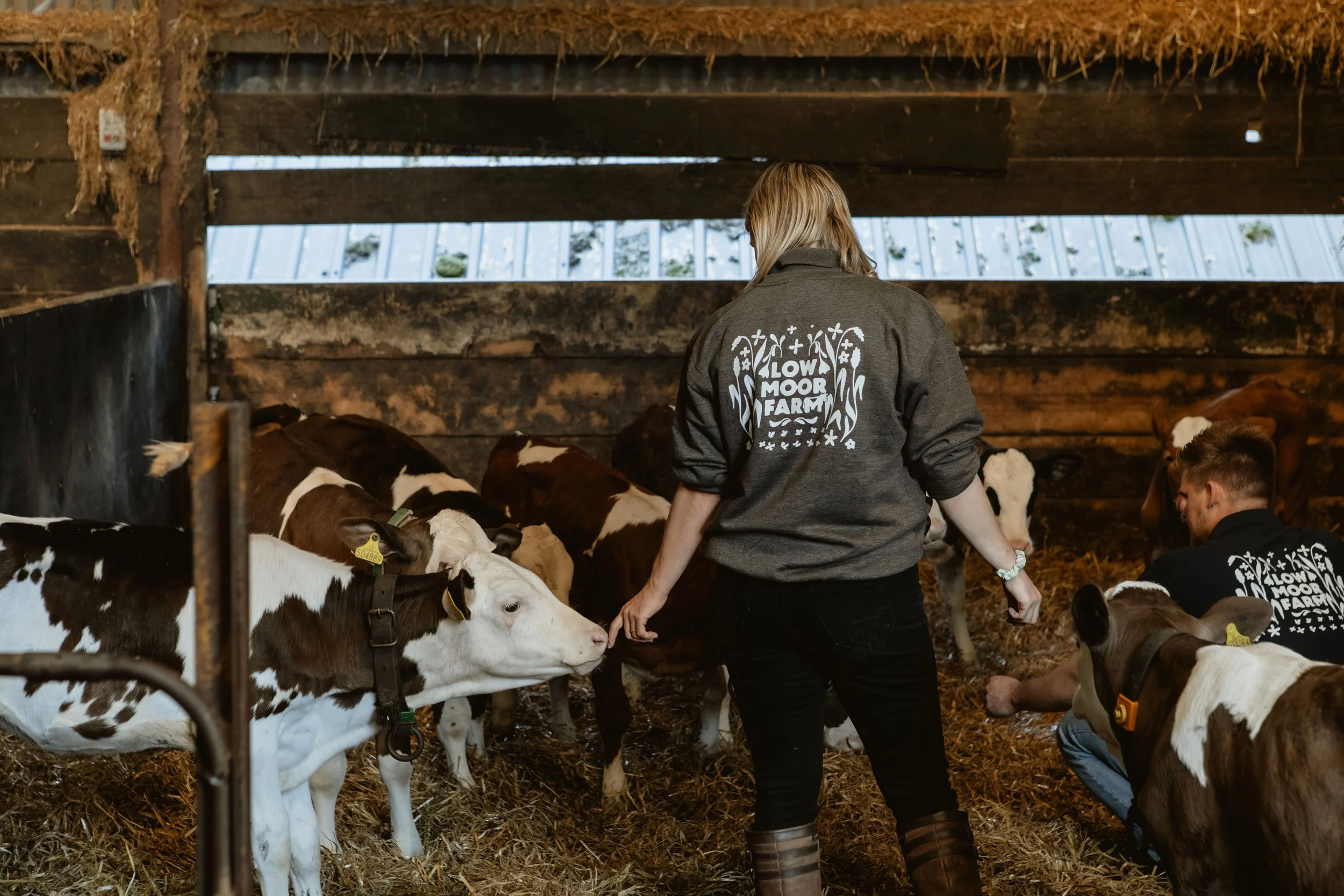 Two people in a barn with calves, some lying down and some standing, while the two individuals appear to be caring for or feeding the calves. One woman is standing and the other crouching, both wearing sweatshirts with the logo 'Low Moor Farm' on the back.