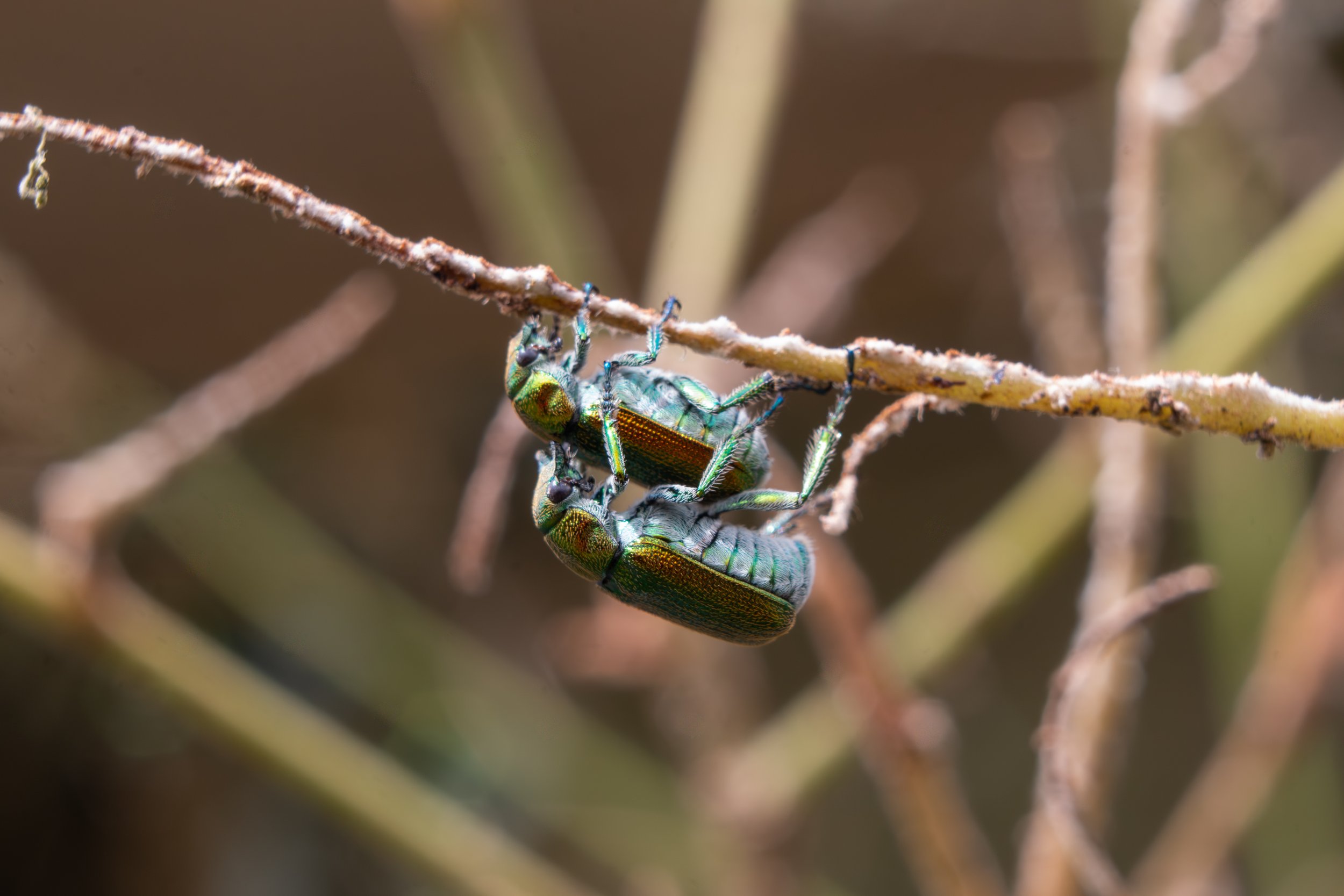 beetles_in_tandem.jpg