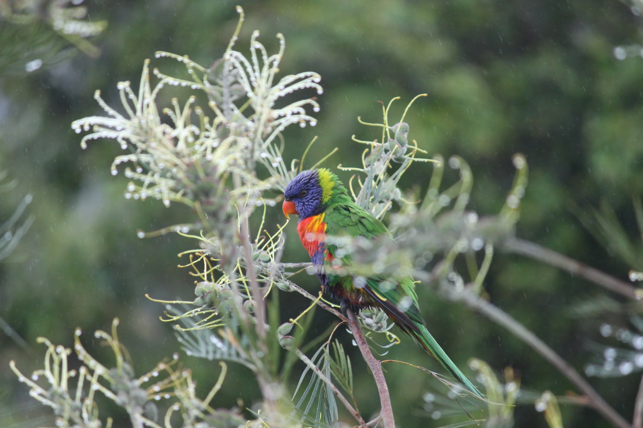 Blame it on the rain