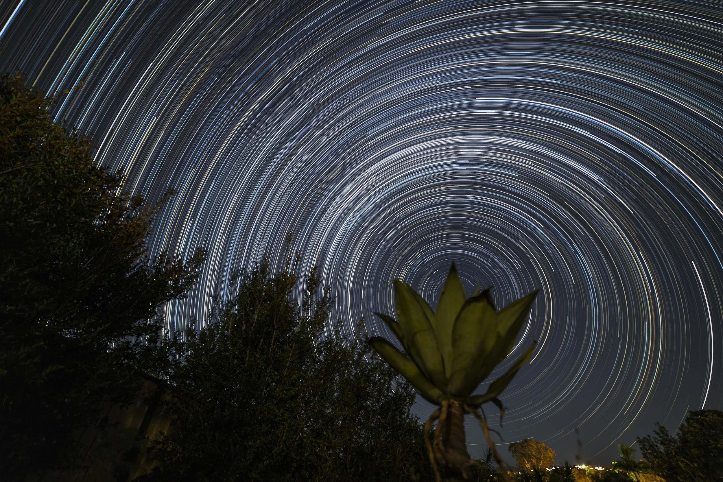 Image of star trails created over the length of a night, with a foreground of small trees.