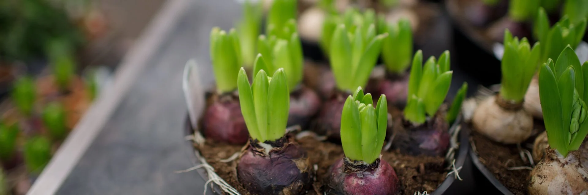 Rows of spring bulbs sprouting green shoots from purple and white bulbs in pots of dark compost