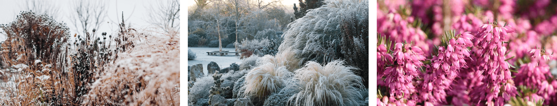Frost-covered ornamental grasses and dried perennial seedheads adding texture to a winter UK garden border