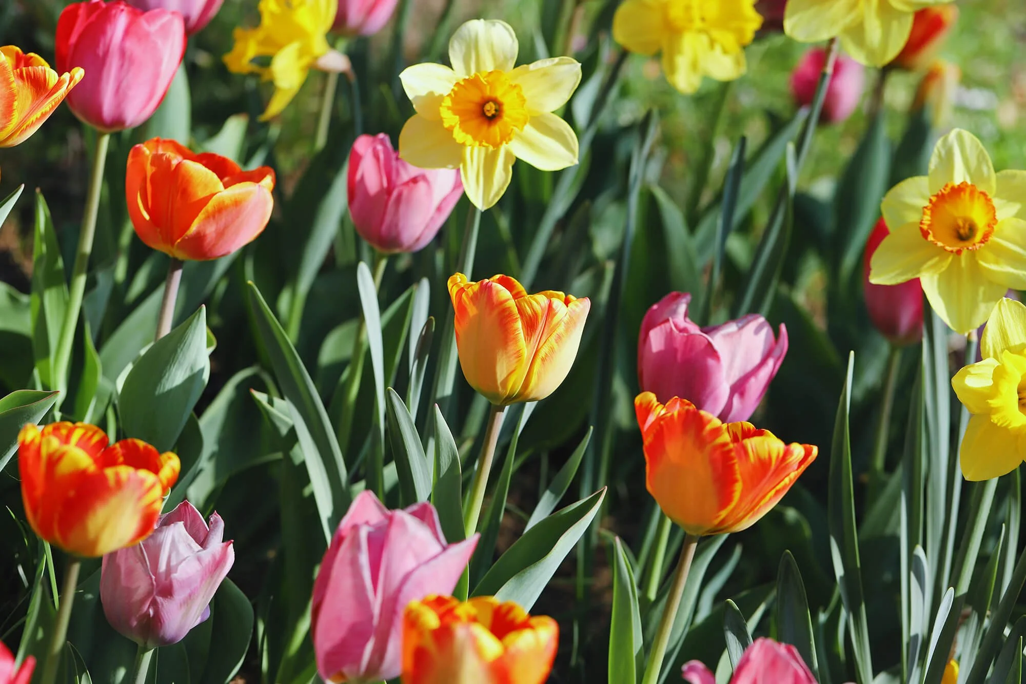 What Is the Best Time to Plant Tulips and Daffodils?