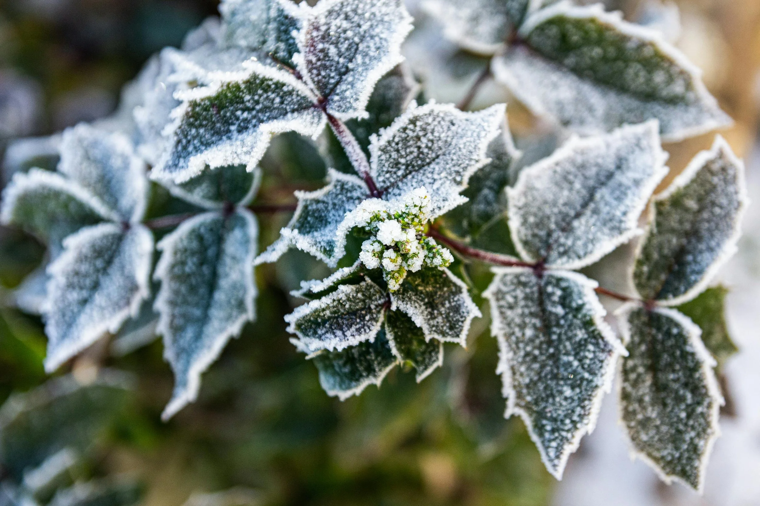 How can I protect my garden from frost?