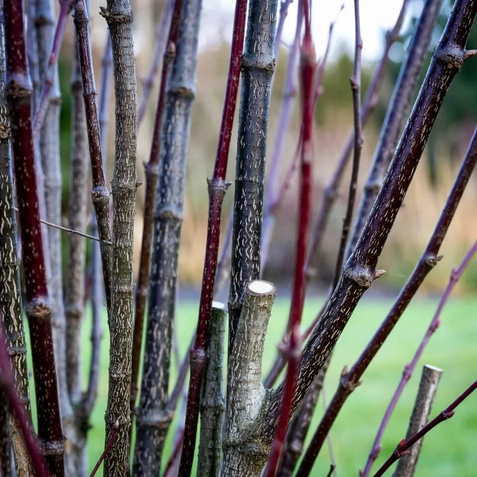 Cornus alba ‘Kesselringii’